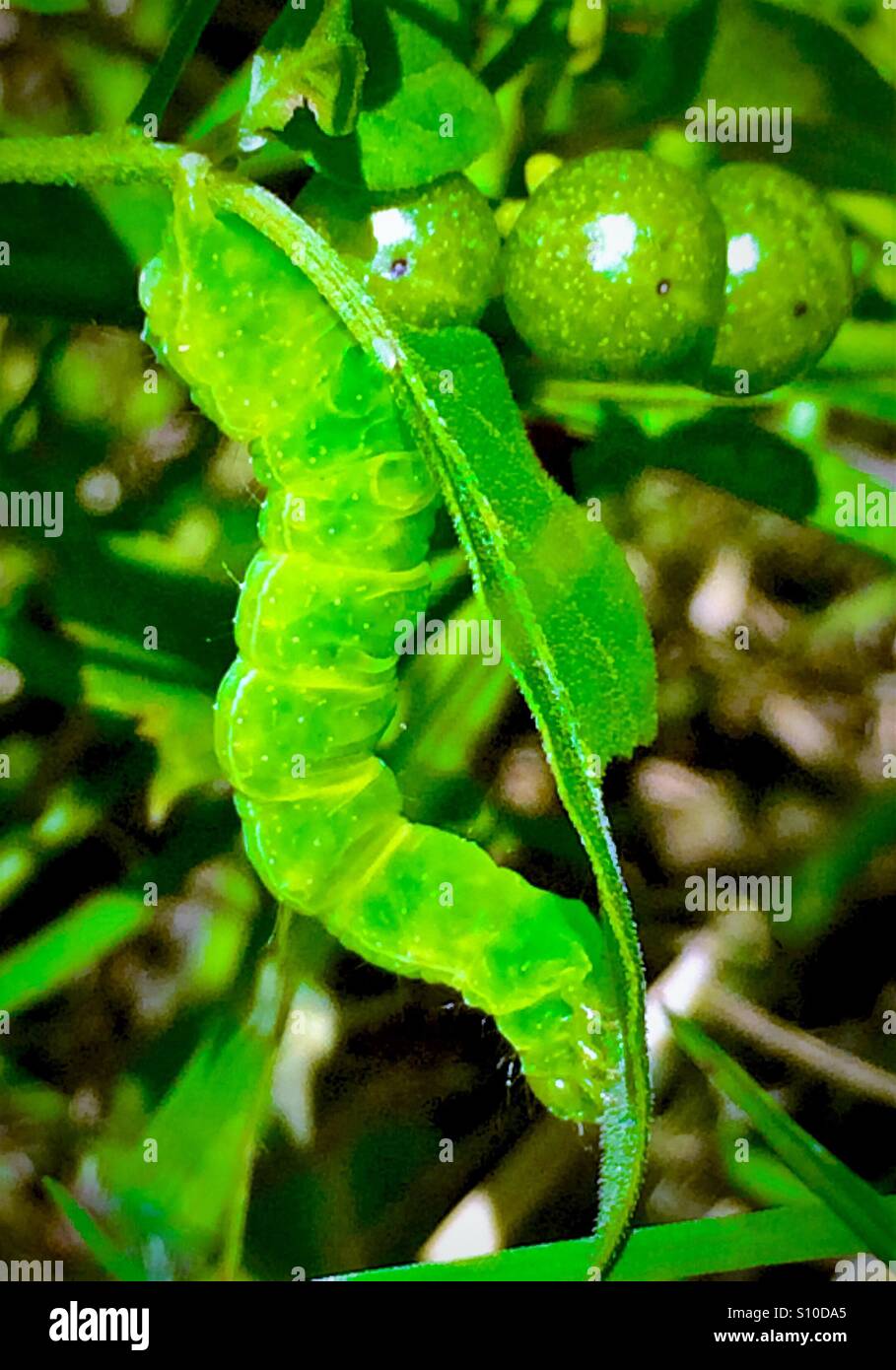 Vista macro di un vibrante caterpillar verde con bacche verdi e sullo sfondo, cavolo Looper, Trichopulsia ni - Immagine stock catturata con smartphone