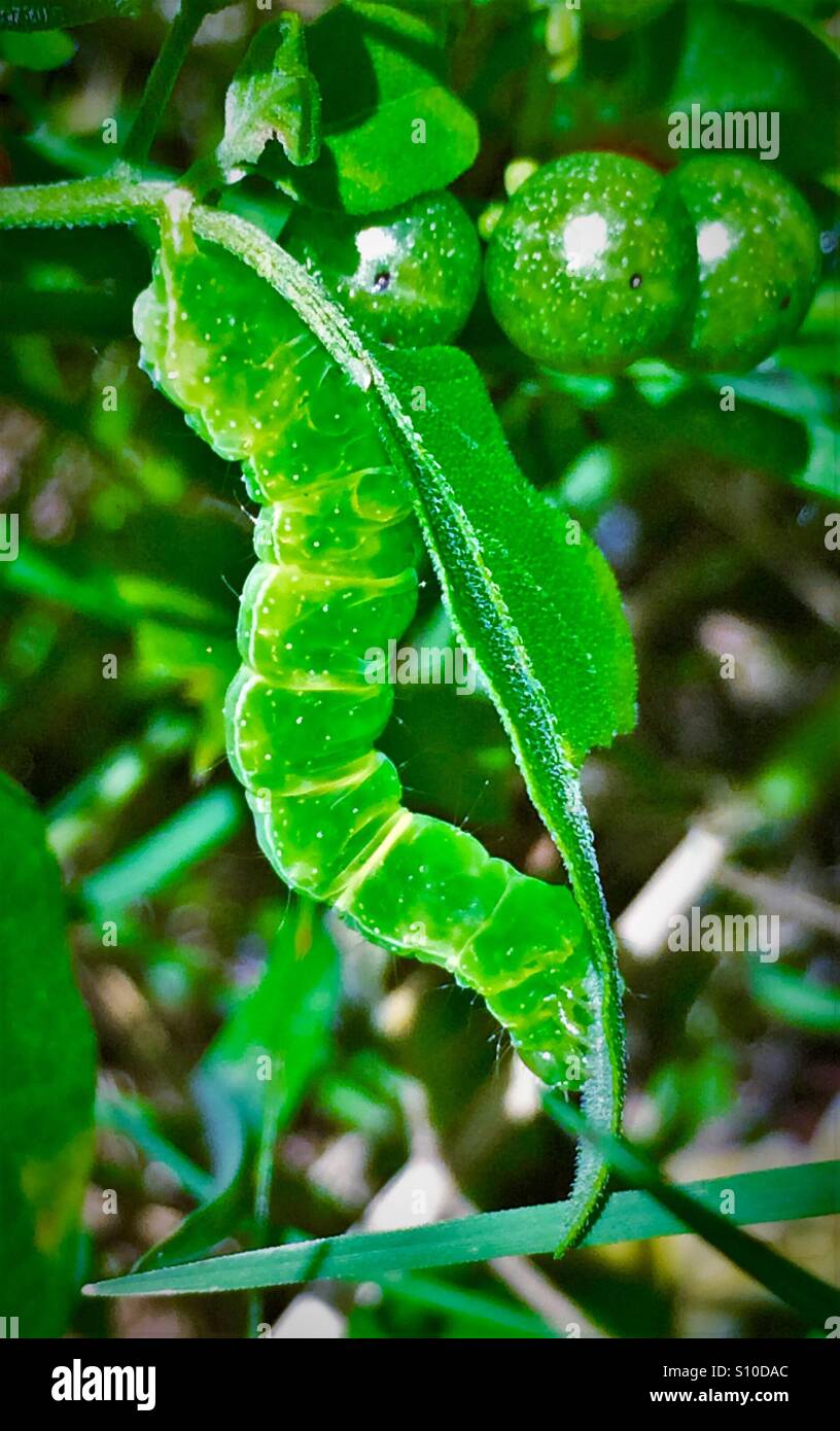 Macro vista ravvicinata di un bruco verde con il verde delle foglie e bacche, cavolo Looper, Trichopulsia ni - Immagine stock catturata con smartphone