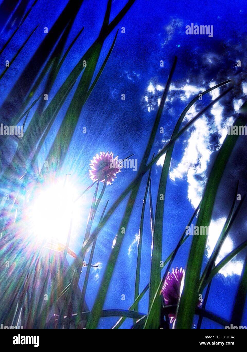 Piante di erba cipollina Foto Stock