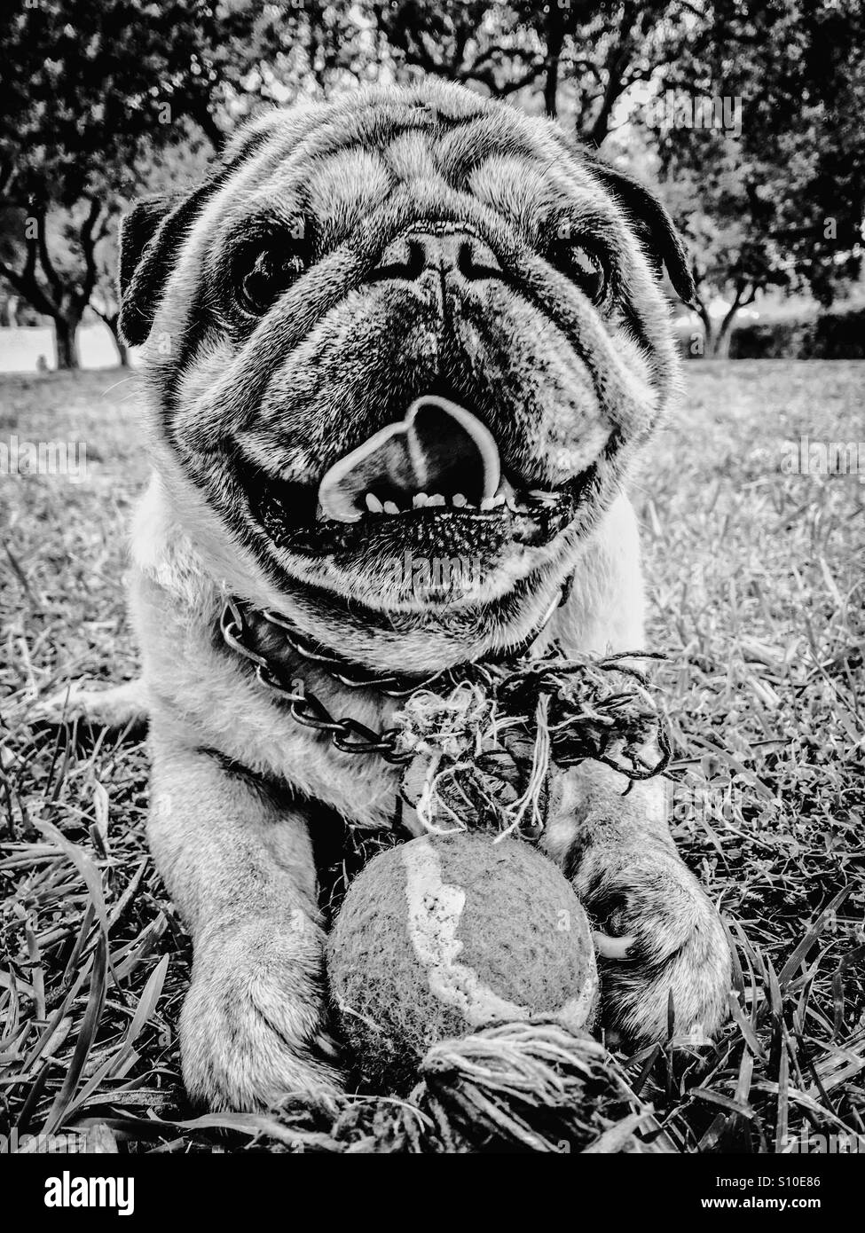 Ritratto di un pug - Immagine stock catturata con smartphone