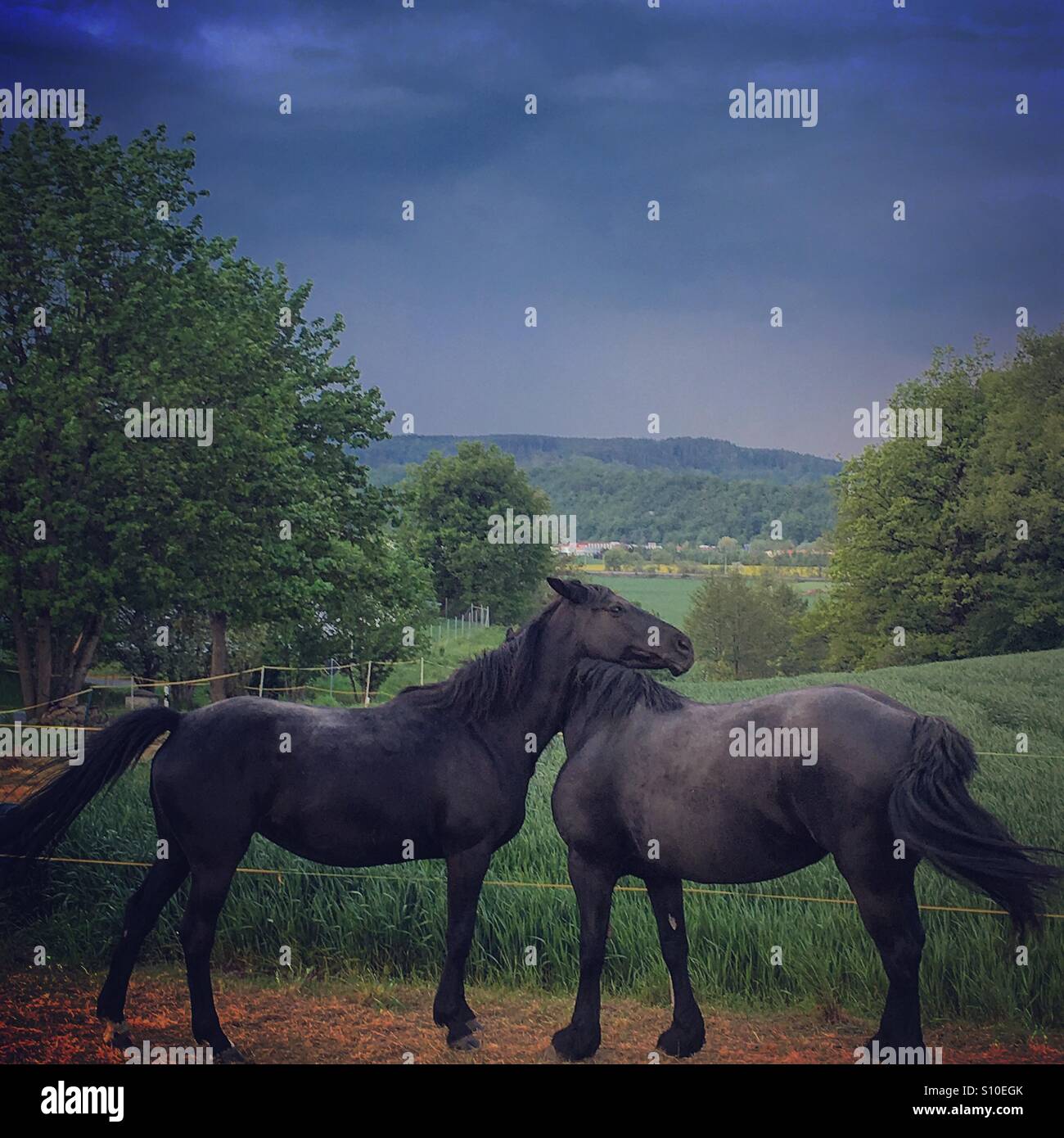 Due cavalli che abbraccia ogni altra e bella vista dietro / cavalli neri Foto Stock
