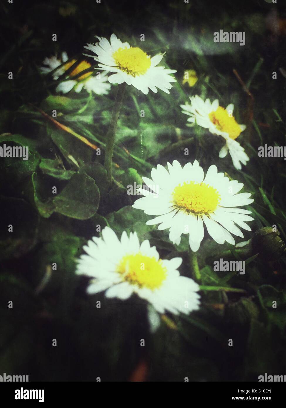 Le margherite più comuni chiudono in estate Inghilterra Regno Unito Gran Bretagna Gran Bretagna - Immagine stock catturata con smartphone