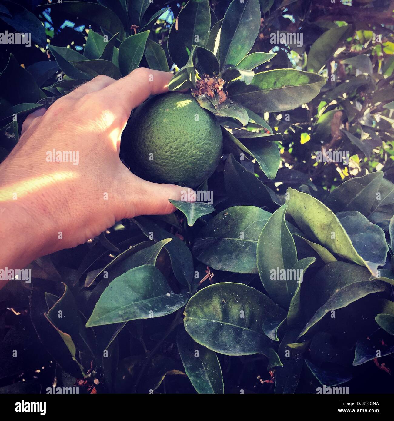 La mano di raggiungere per raccogliere frutti da un albero da frutta Foto Stock