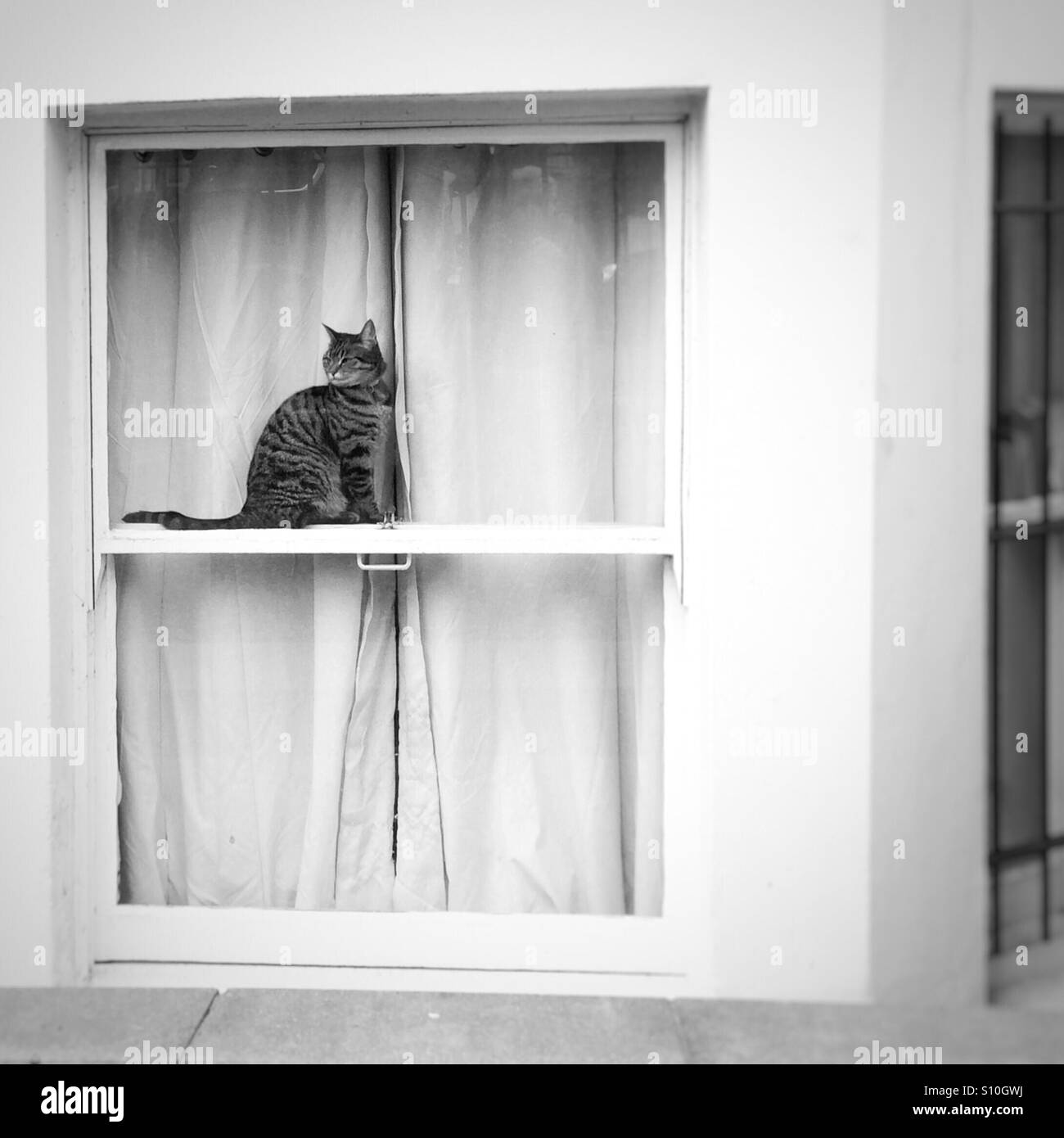 Notting Hill Cat - Immagine stock catturata con smartphone