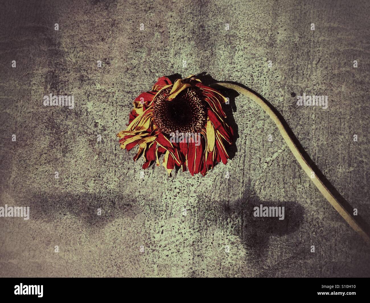 Fiore morto Foto Stock