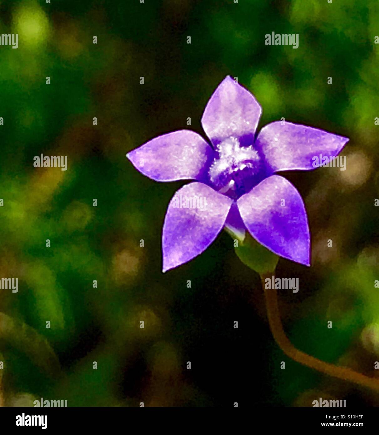 Vista macro di una minuscola viola di fiori selvaggi, Rockbell meridionale, Wahlenbergia marginata - Immagine stock catturata con smartphone