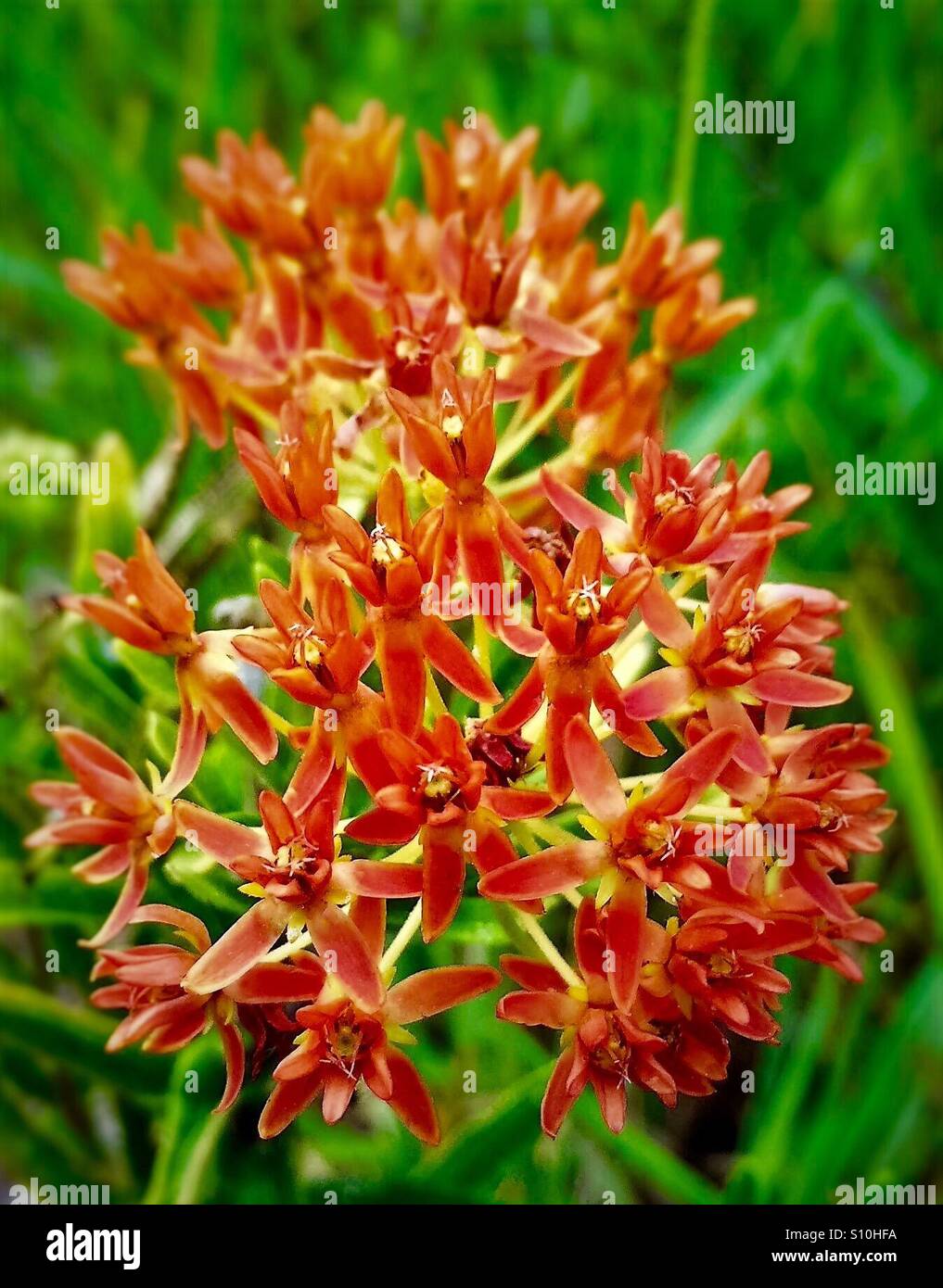 Farfalla arancione milkweed fiorisce con messa a fuoco selettiva e a foglia verde, sfondo Asclepias tuberosa - Immagine stock catturata con smartphone