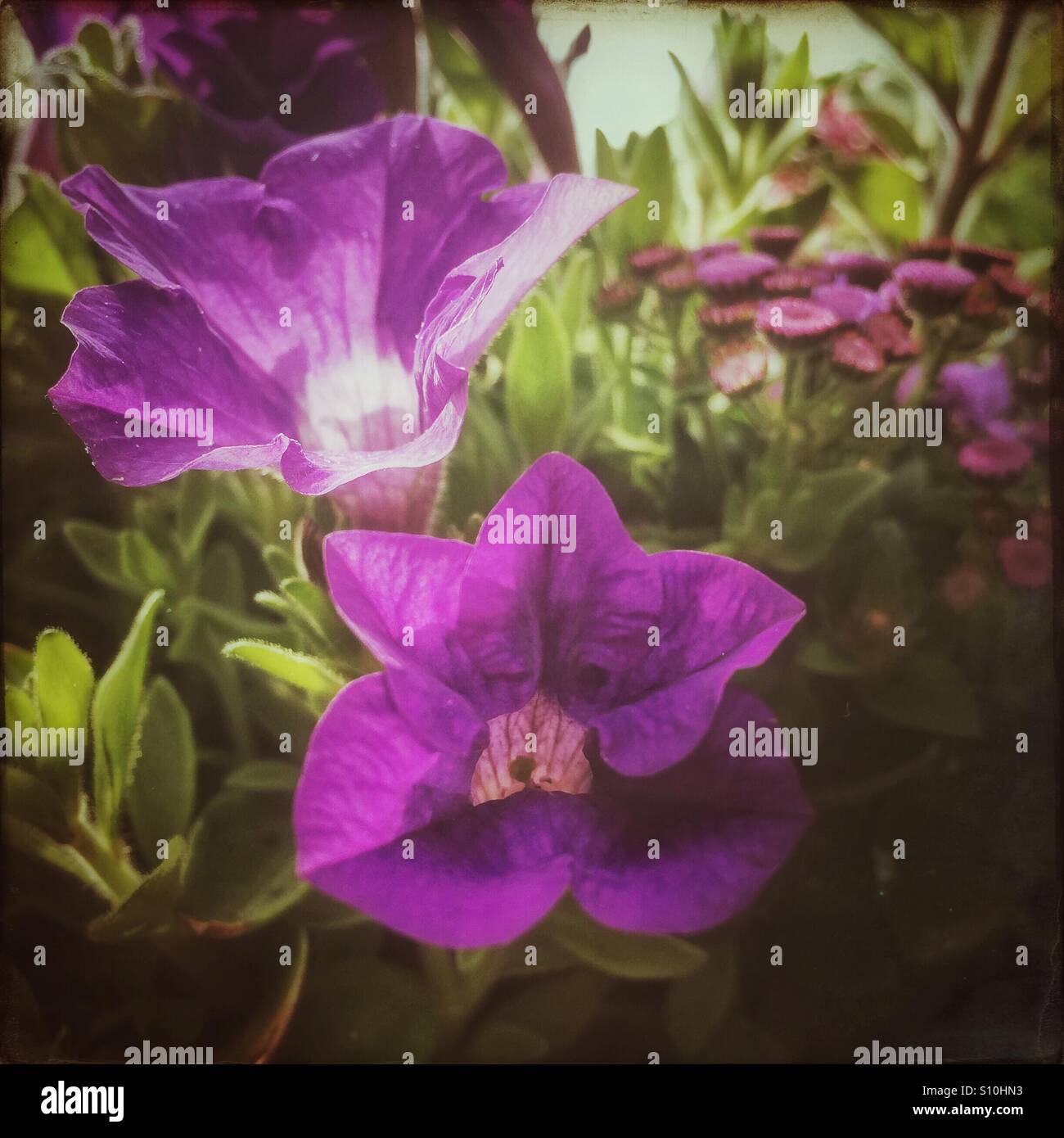 Viola fiori di petunia. Foto Stock