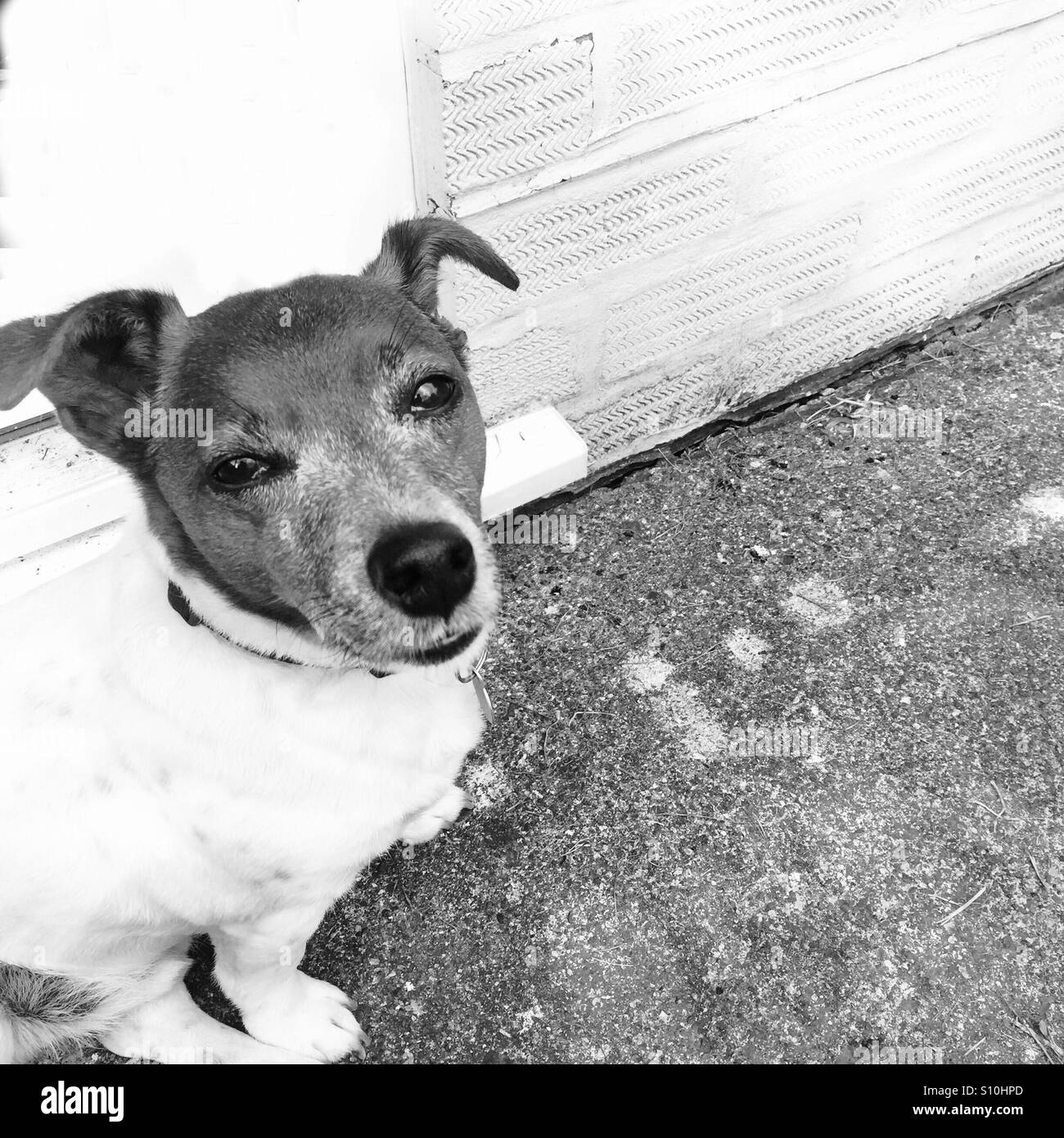 Jack Russell guardando la telecamera , in bianco e nero Foto Stock