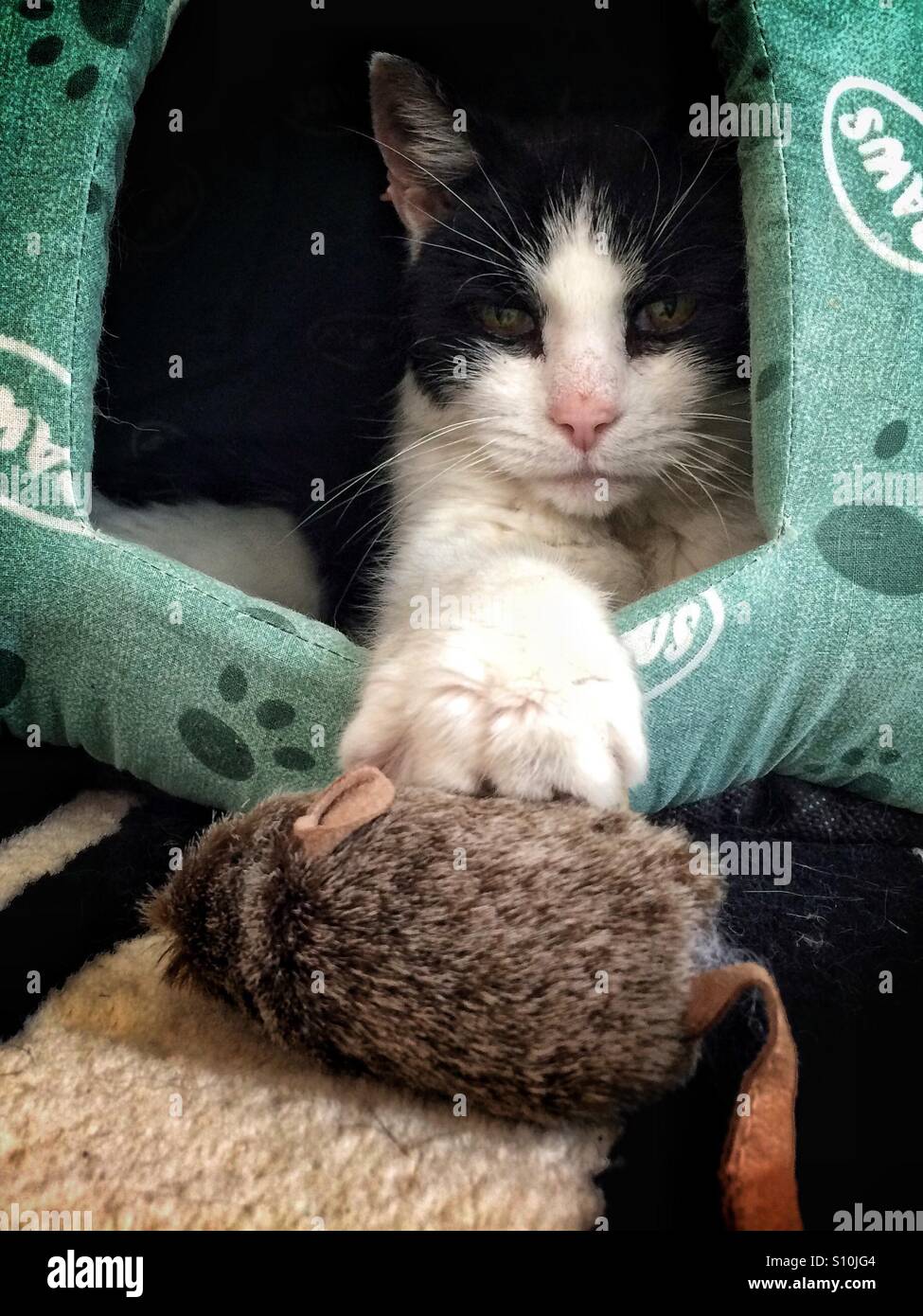 Cat & Mouse. Cat in pet igloo con zampa sul mouse giocattolo. Foto Stock