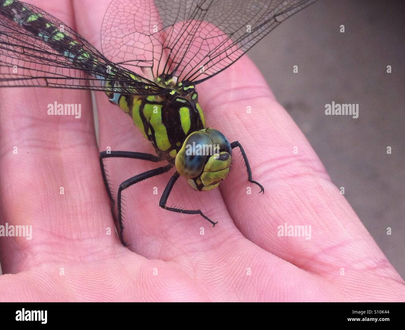 Hawker dragonfly appoggiato sulla mia mano - Immagine stock catturata con smartphone