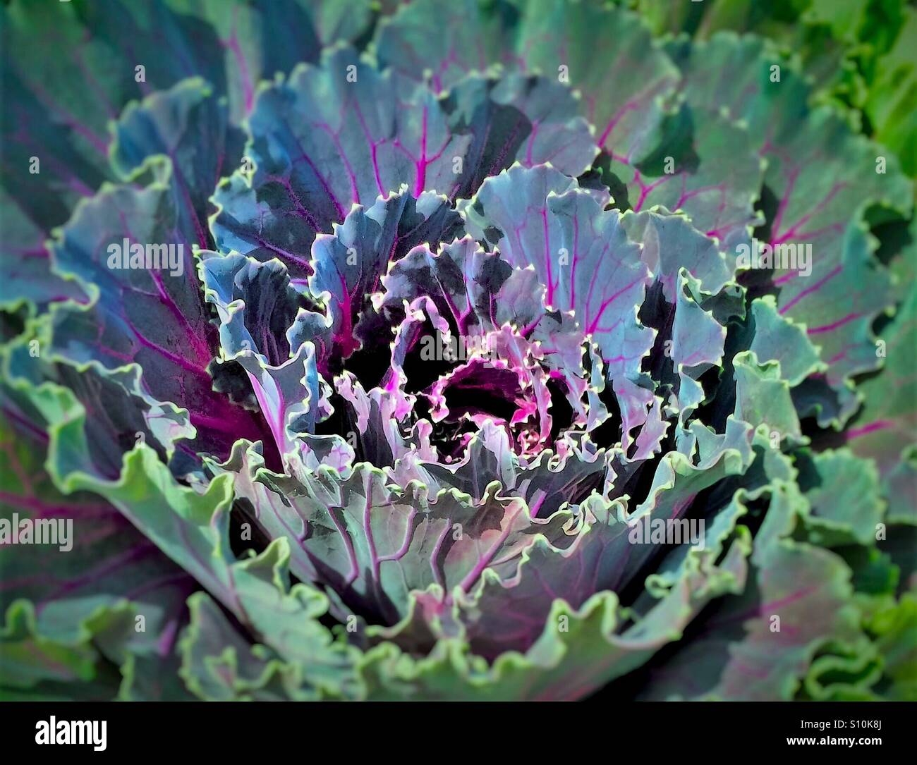Cavolo ornamentale con il fuoco selettivo, Brassica oleracea - Immagine stock catturata con smartphone