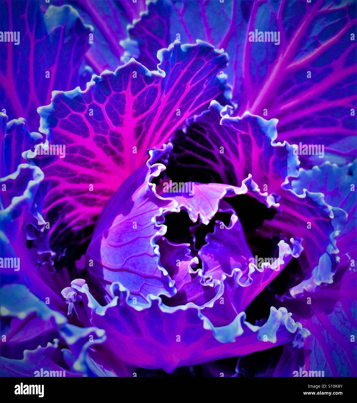 Cavolo ornamentale in neon rosa, viola e blu, Brassica oleracea - Immagine stock catturata con smartphone