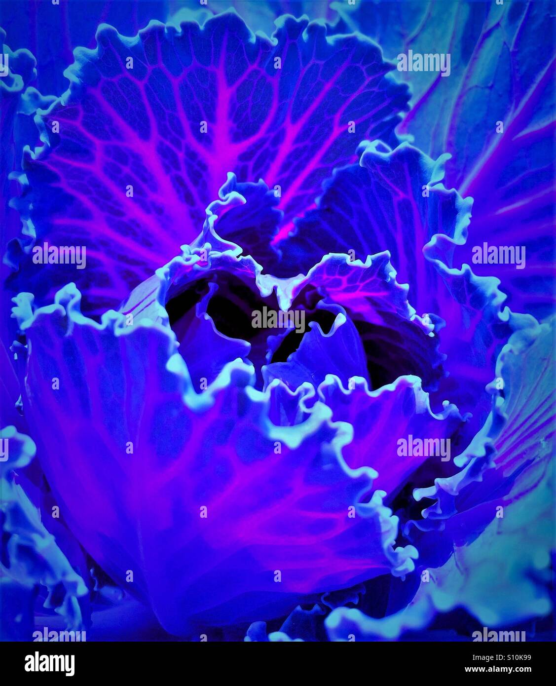 Cavolo ornamentale in neon blu e rosa, Brassica oleracea - Immagine stock catturata con smartphone