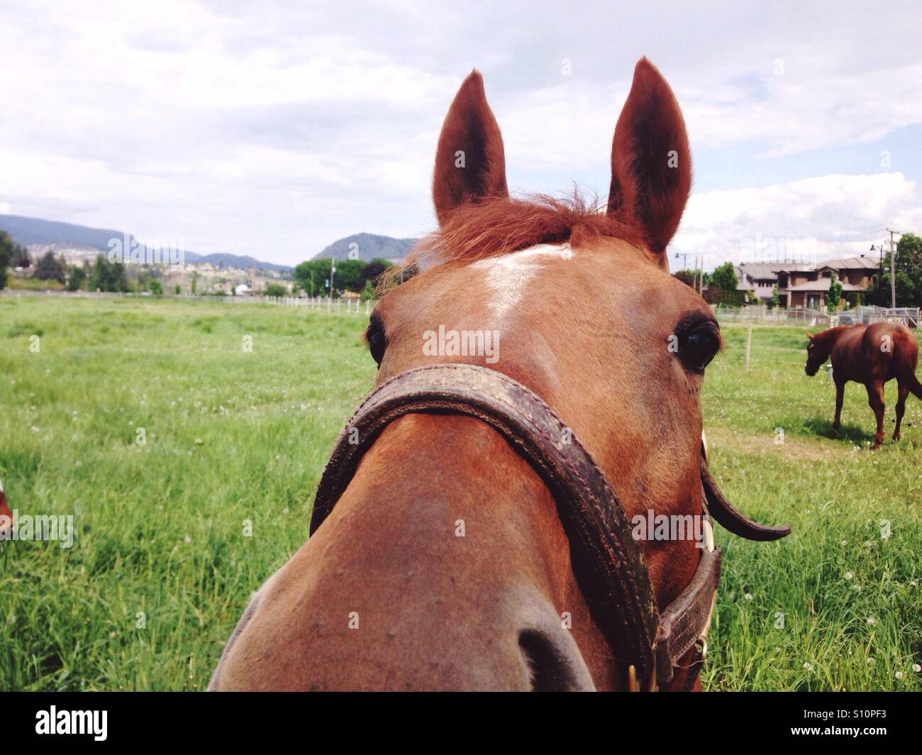 Horse Selfie, Okanagan Valley, West Kelowna, British Columbia, Canada Foto Stock