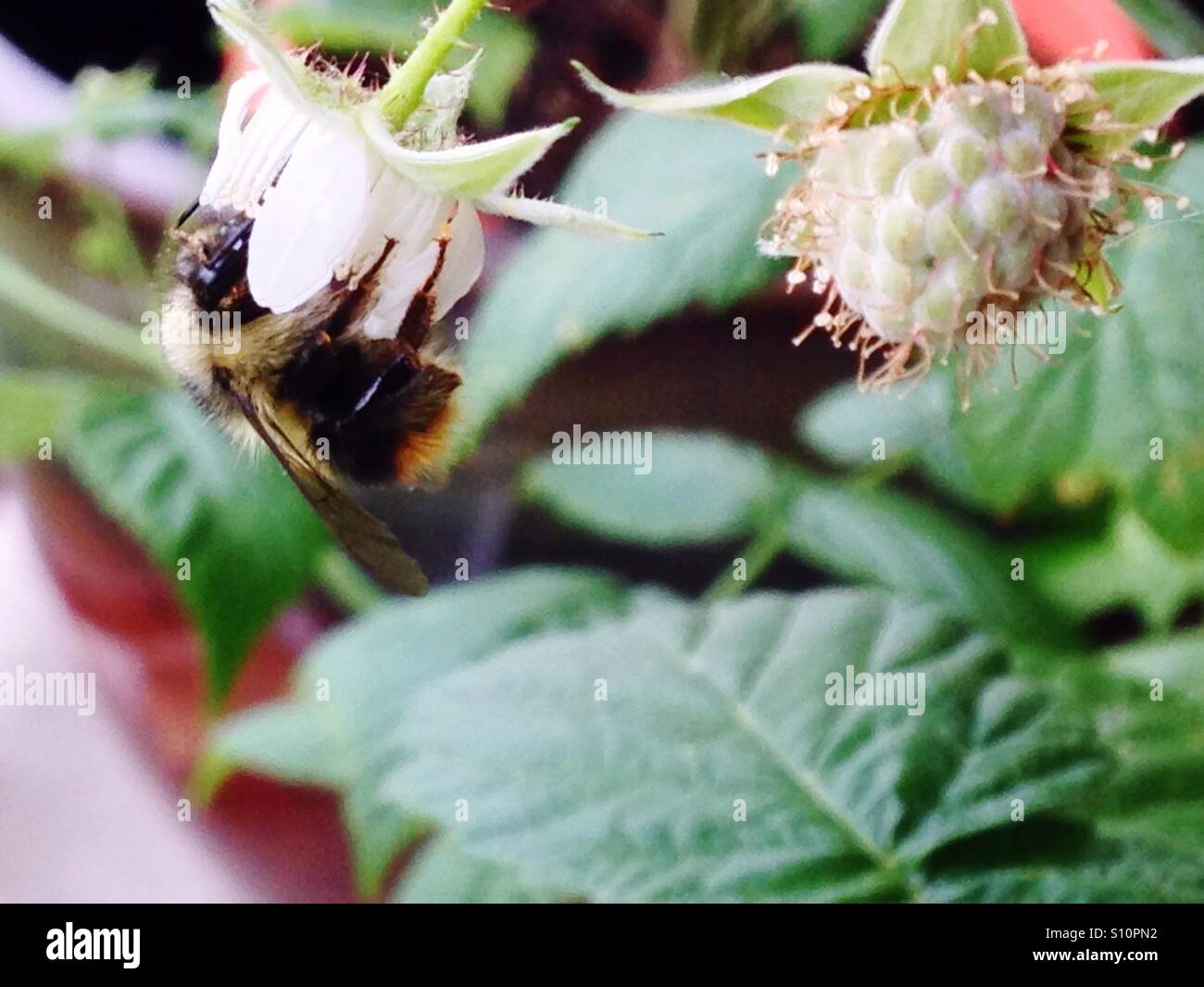 Bumblee impollinazione di piante di lampone, molla, Okanagan, West Kelowna, British Columbia, Canada Foto Stock