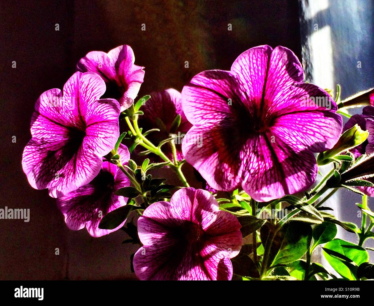 Viola nelle petunie fiori Foto Stock