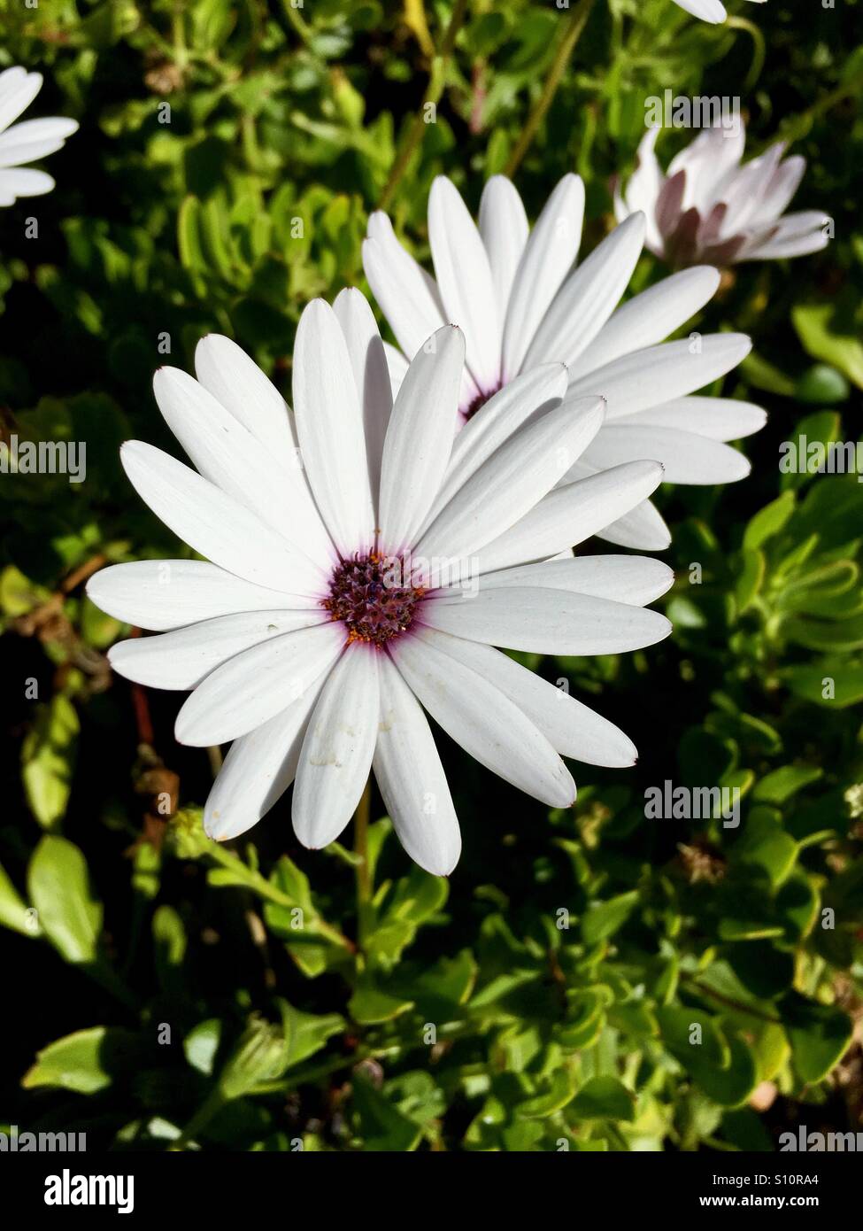 Fiore bianco Formentera, isole Baleari, Spagna Foto Stock