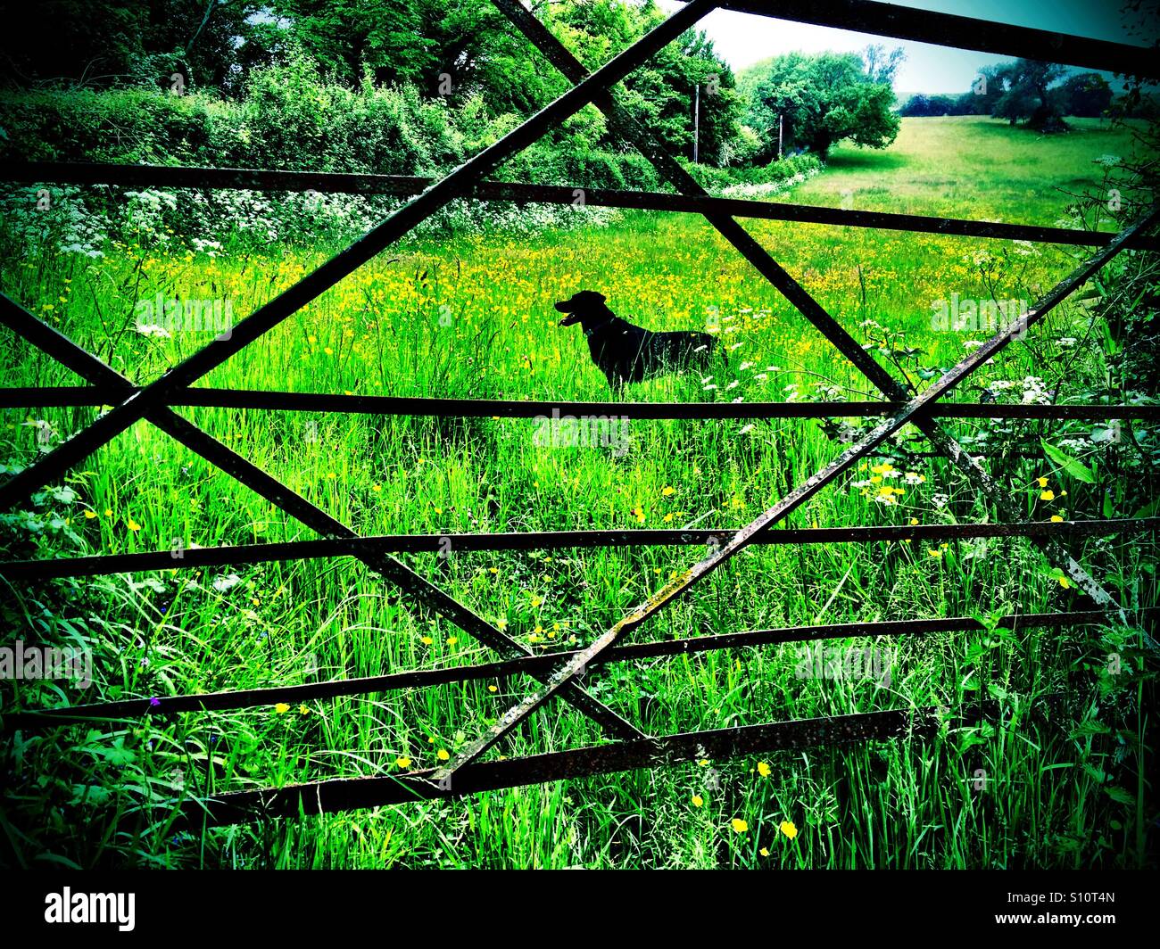 Cane nero campo verde e gate - Immagine stock catturata con smartphone