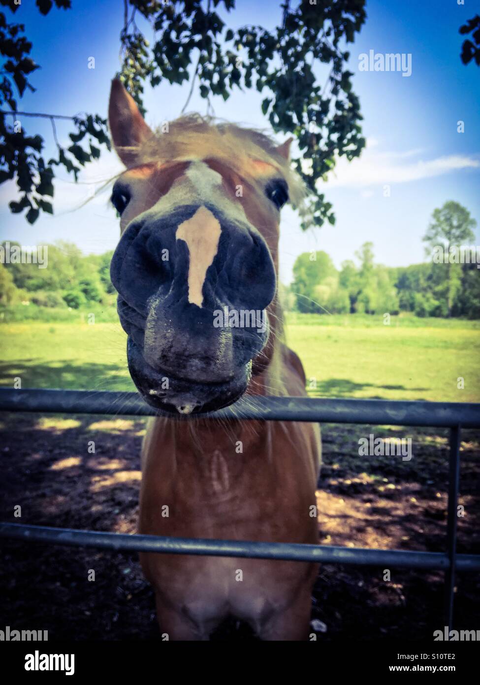 Un giovane cavallo Palomino - Immagine stock catturata con smartphone