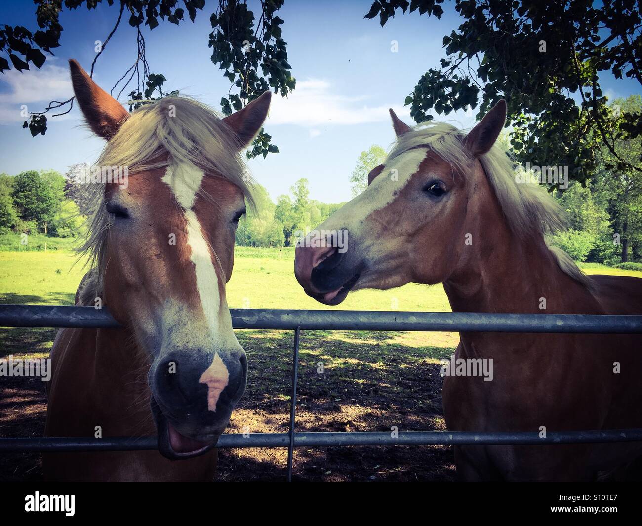 Una coppia di amichevole palomino cavalli - Immagine stock catturata con smartphone