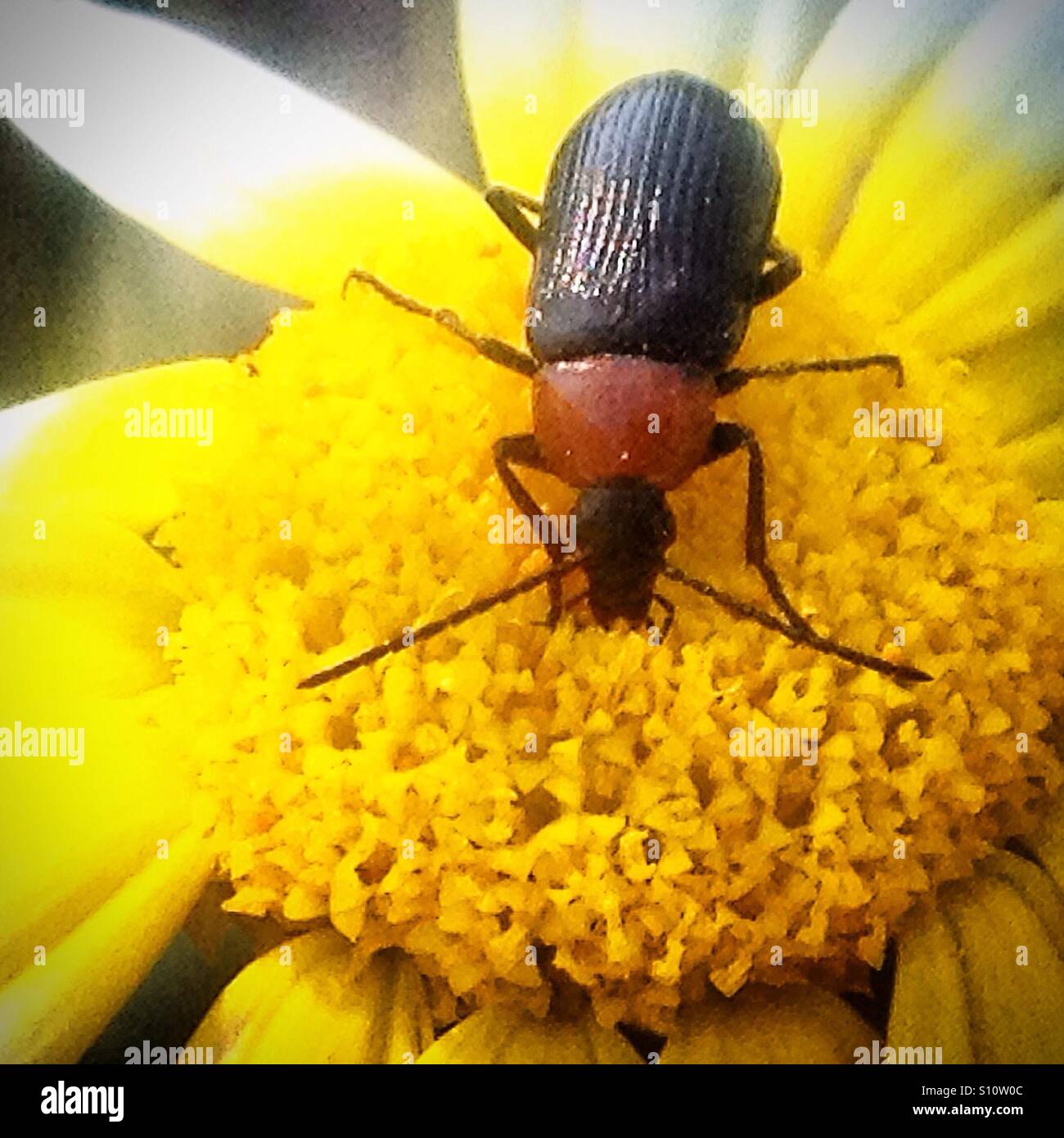 Un coleottero lambisce su un fiore a margherita in Prado del Rey, Sierra de Cadice, Andalusia, Spagna Foto Stock