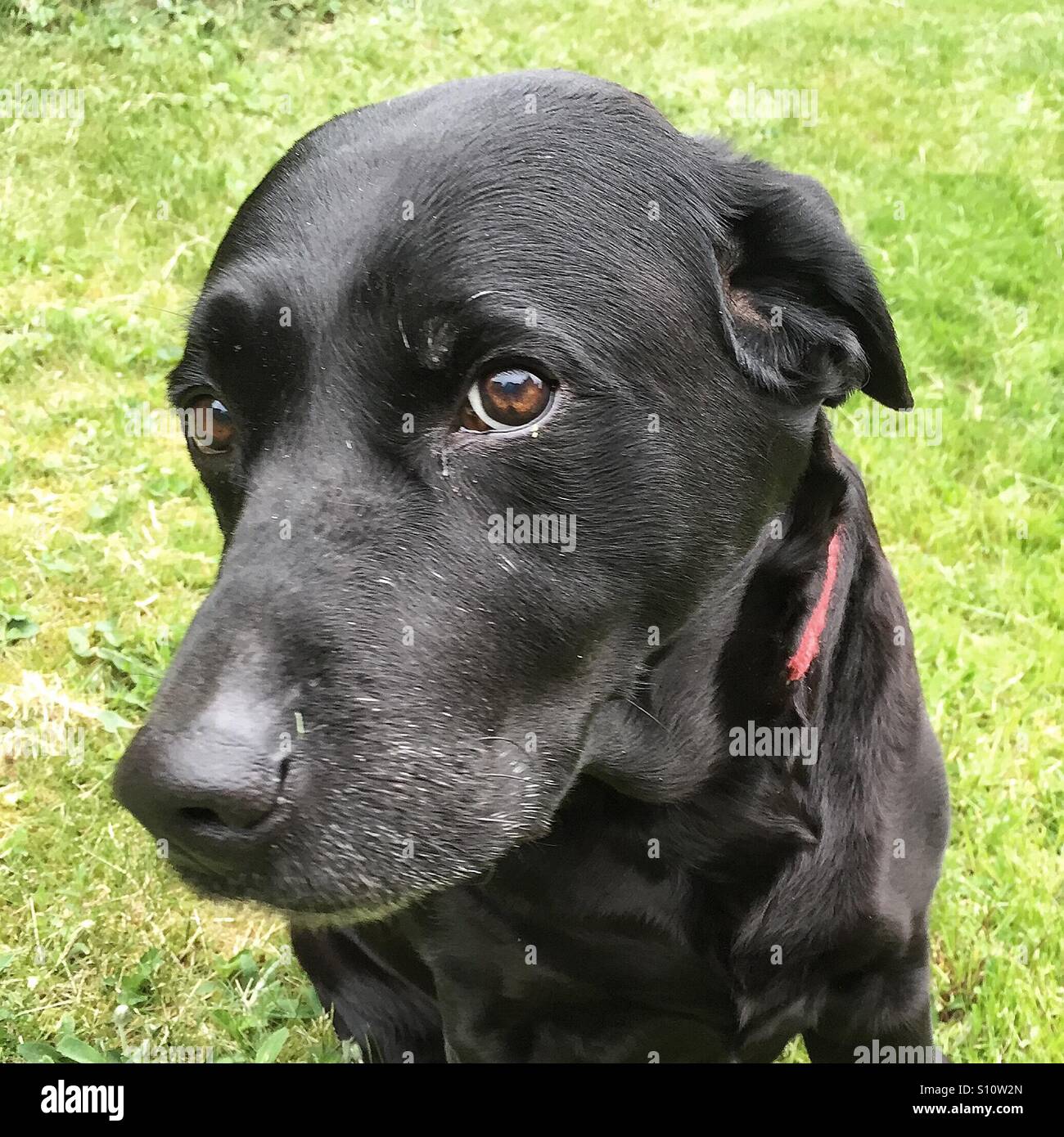 Caccia Labrador nel profilo Foto Stock