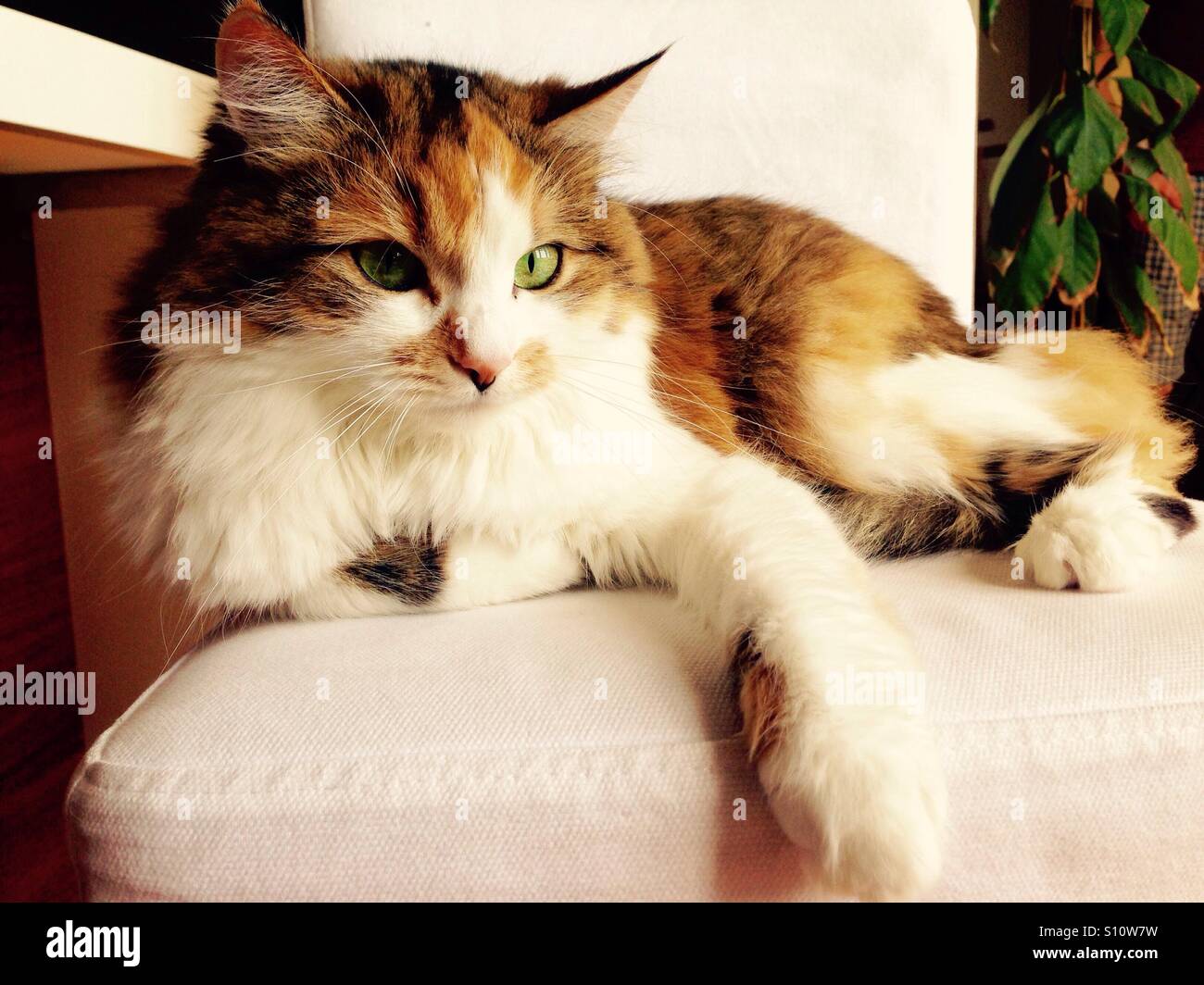 Carino green eyed cat Foto Stock