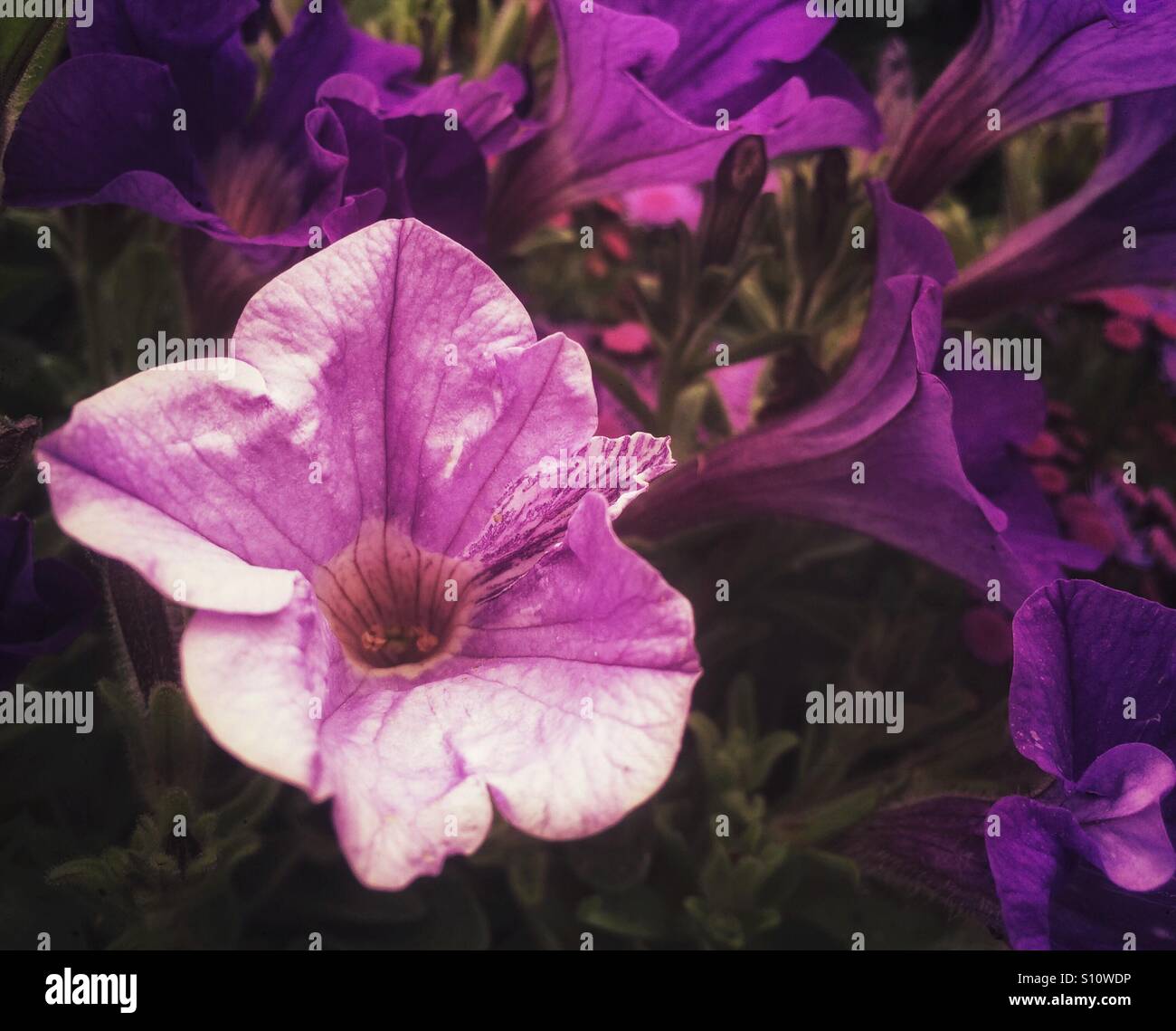 Petunia rosa con dei fiori viola così di petunia. Foto Stock