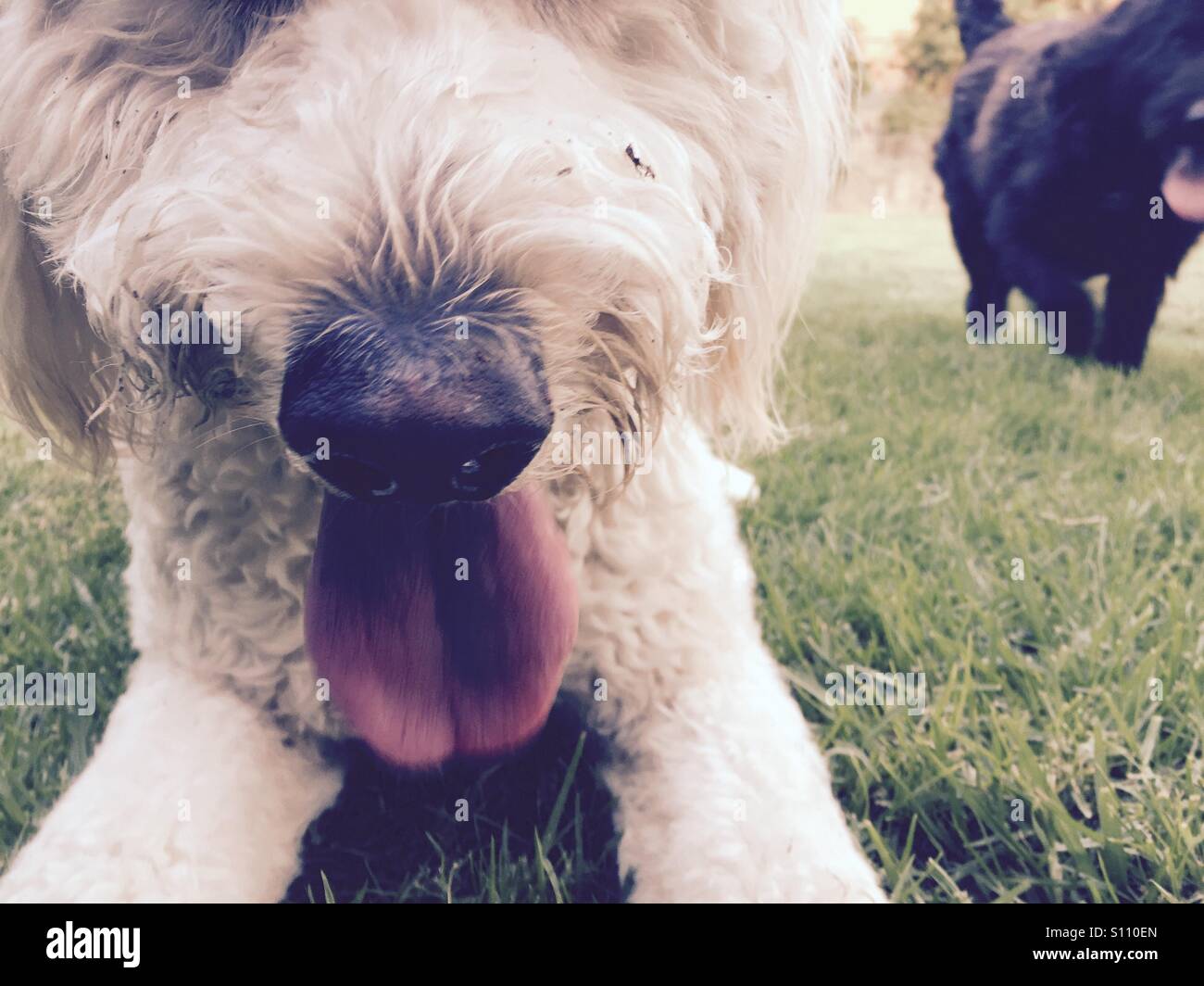 Due cani labradoodle ansimando. Foto Stock