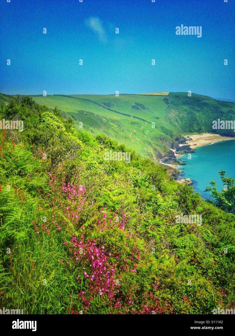 Fiori e bracken sul Cornish Coast path Foto Stock
