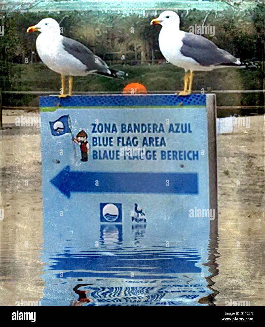 ...Seagull sul dovere ... sai..! - Immagine stock catturata con smartphone