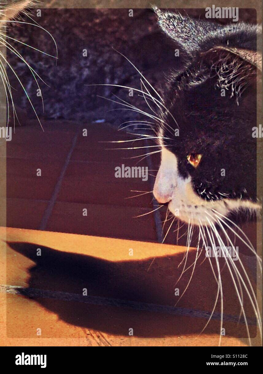..Io sono Batman, sai..!! - Immagine stock catturata con smartphone