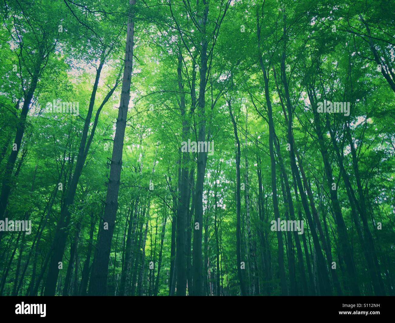 Verde bosco Svizzera Sassone Bad Schandau Germania - Immagine stock catturata con smartphone