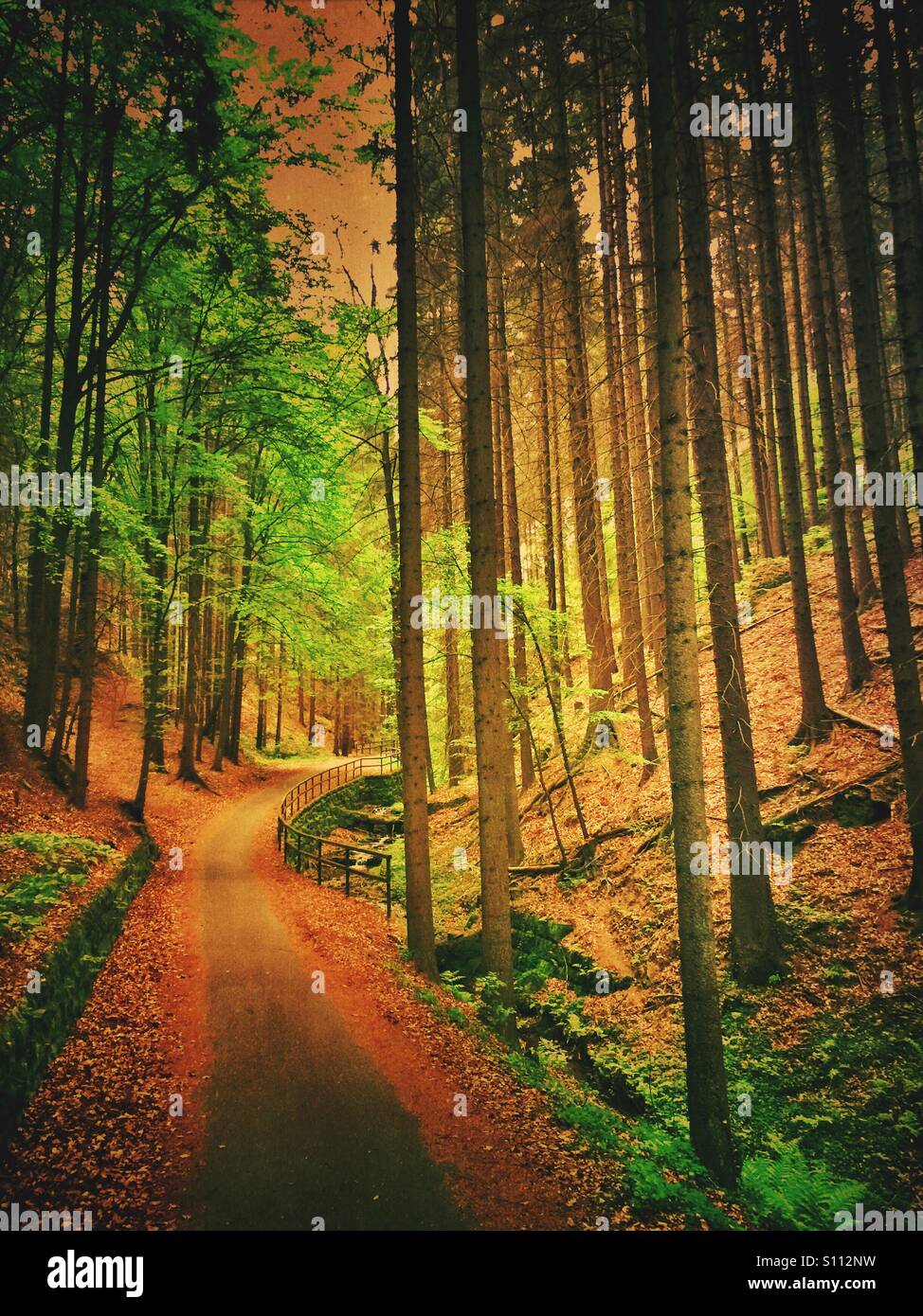 Percorso nel bosco - Immagine stock catturata con smartphone