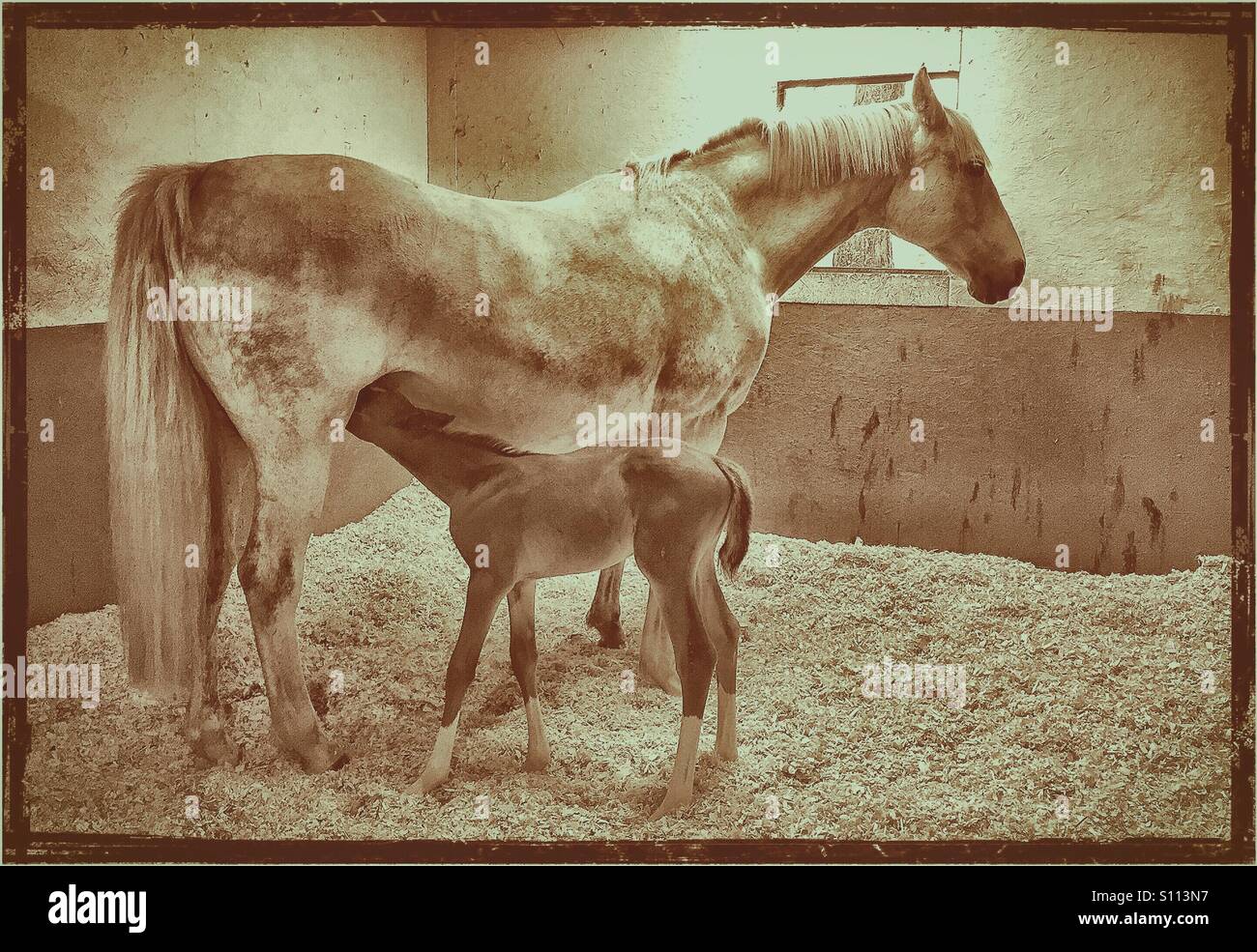 Alimentazione del cavallo la sua settimana di età puledro in una stalla. Foto Stock