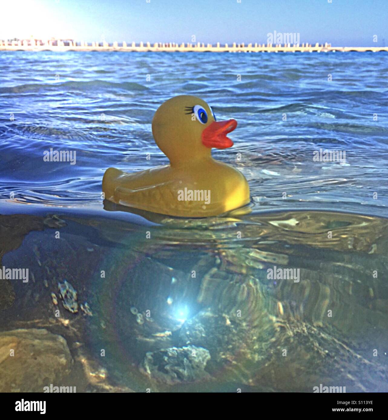 Little duck galleggiante sul mare...!!! Foto Stock