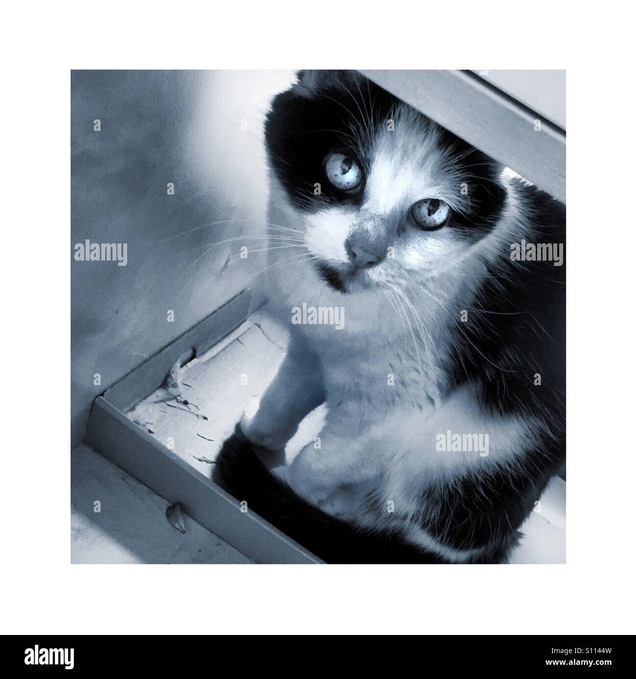 Bicolor cat staring a me - Immagine stock catturata con smartphone