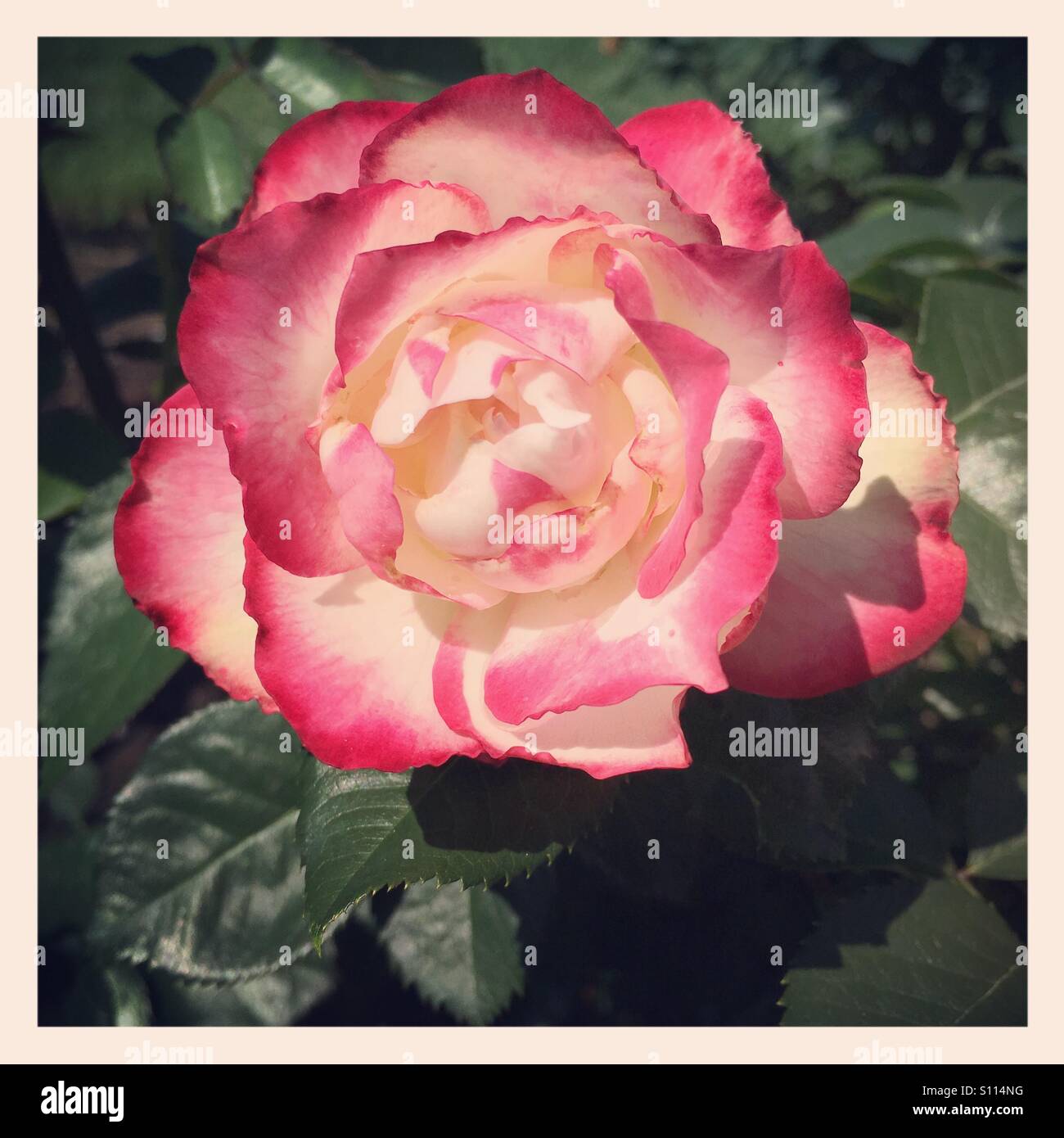 Rosa bianca con bordi rossi immagini e fotografie stock ad alta risoluzione  - Alamy