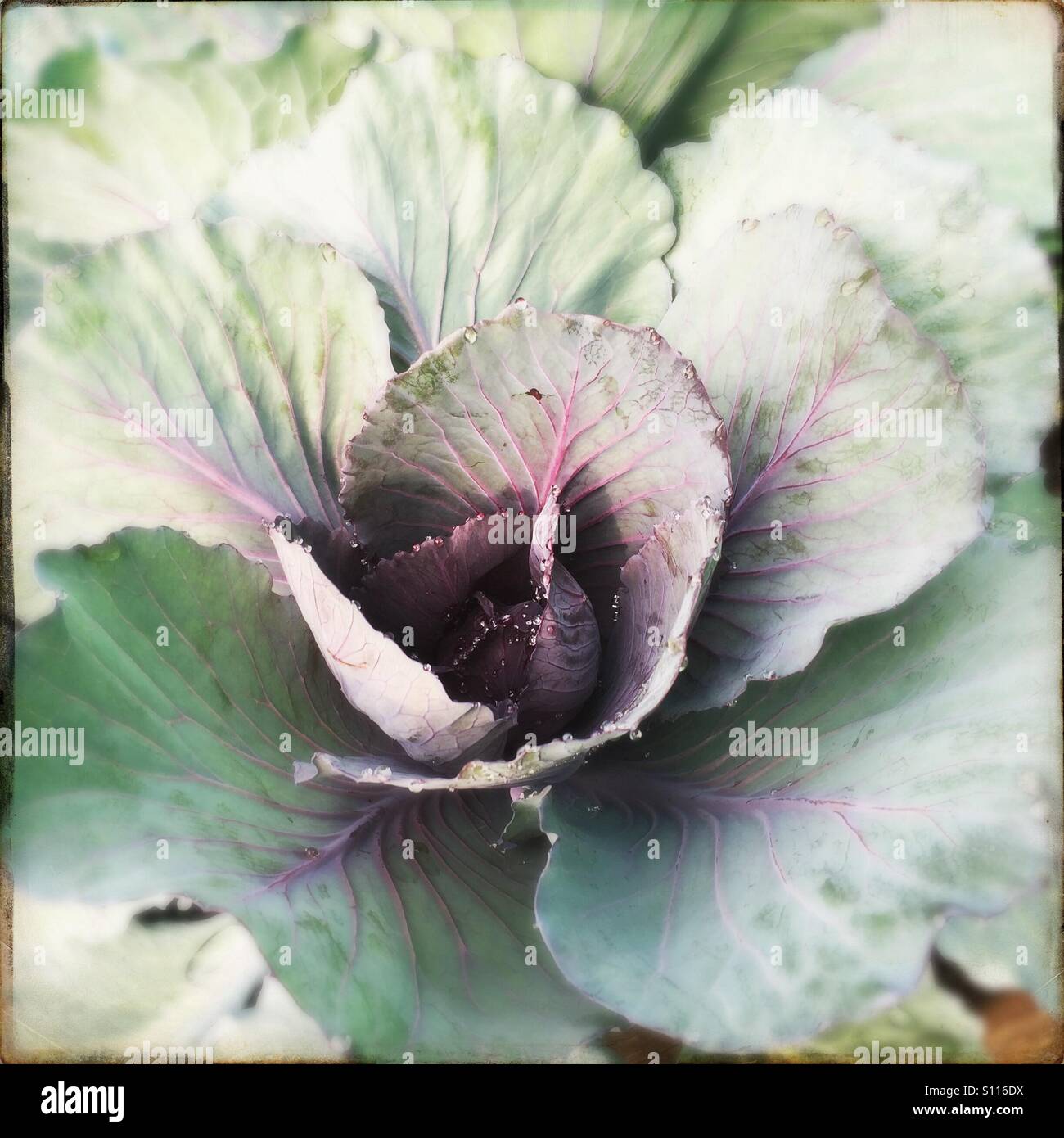 Close up di cavolo nero - Immagine stock catturata con smartphone