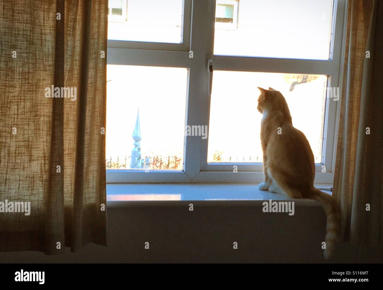 Lo zenzero cat guardando fuori della finestra - Immagine stock catturata con smartphone