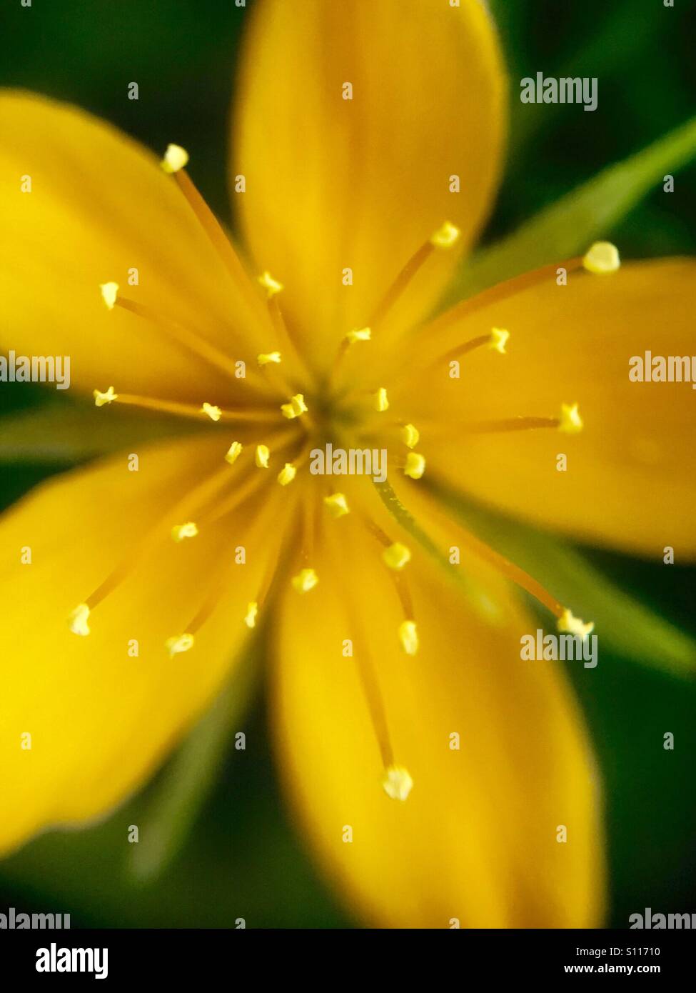 Fiore a foglia di stickprimo piano - Immagine stock catturata con smartphone