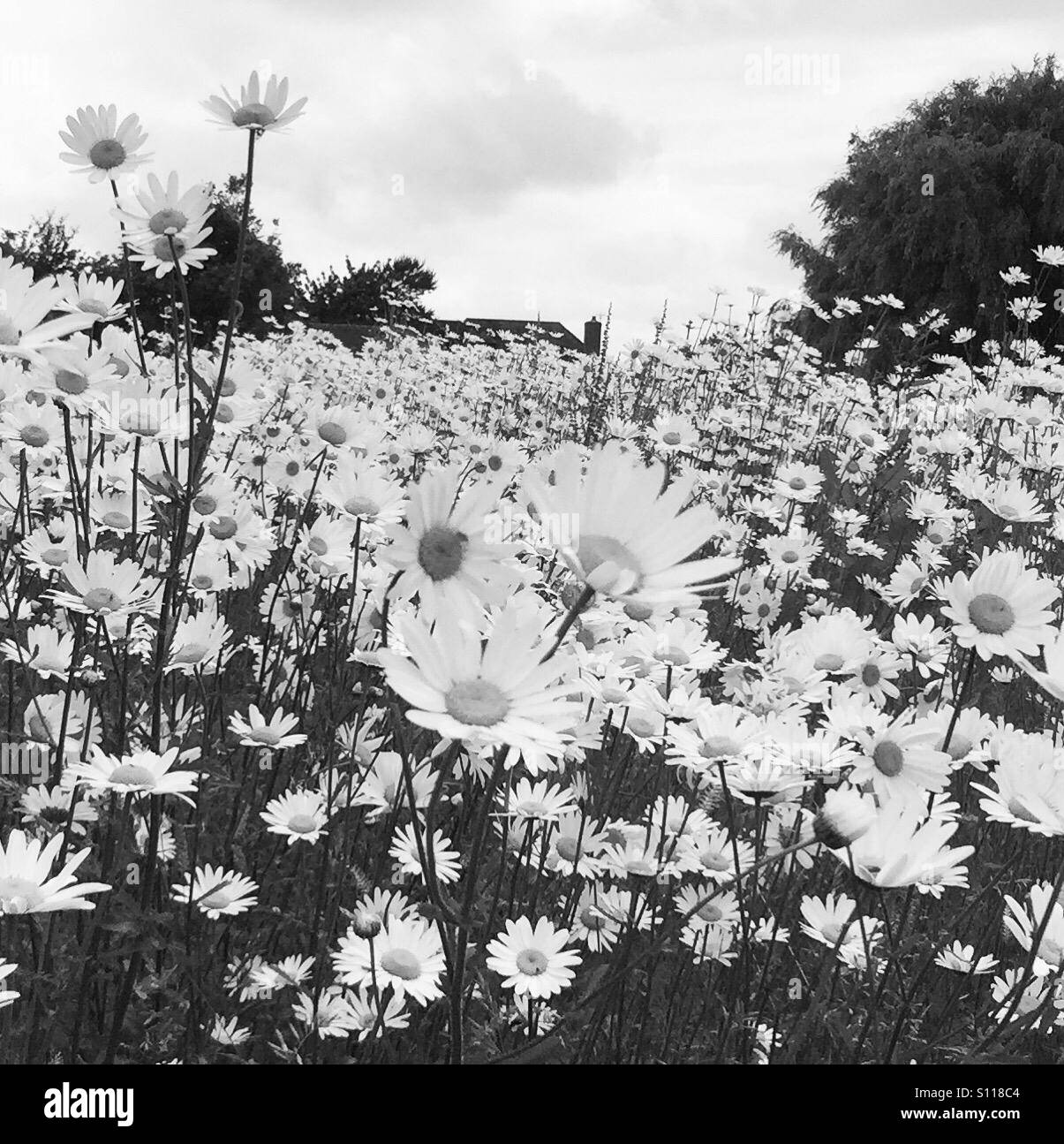 Un campo di fiori in bianco e nero Foto stock - Alamy