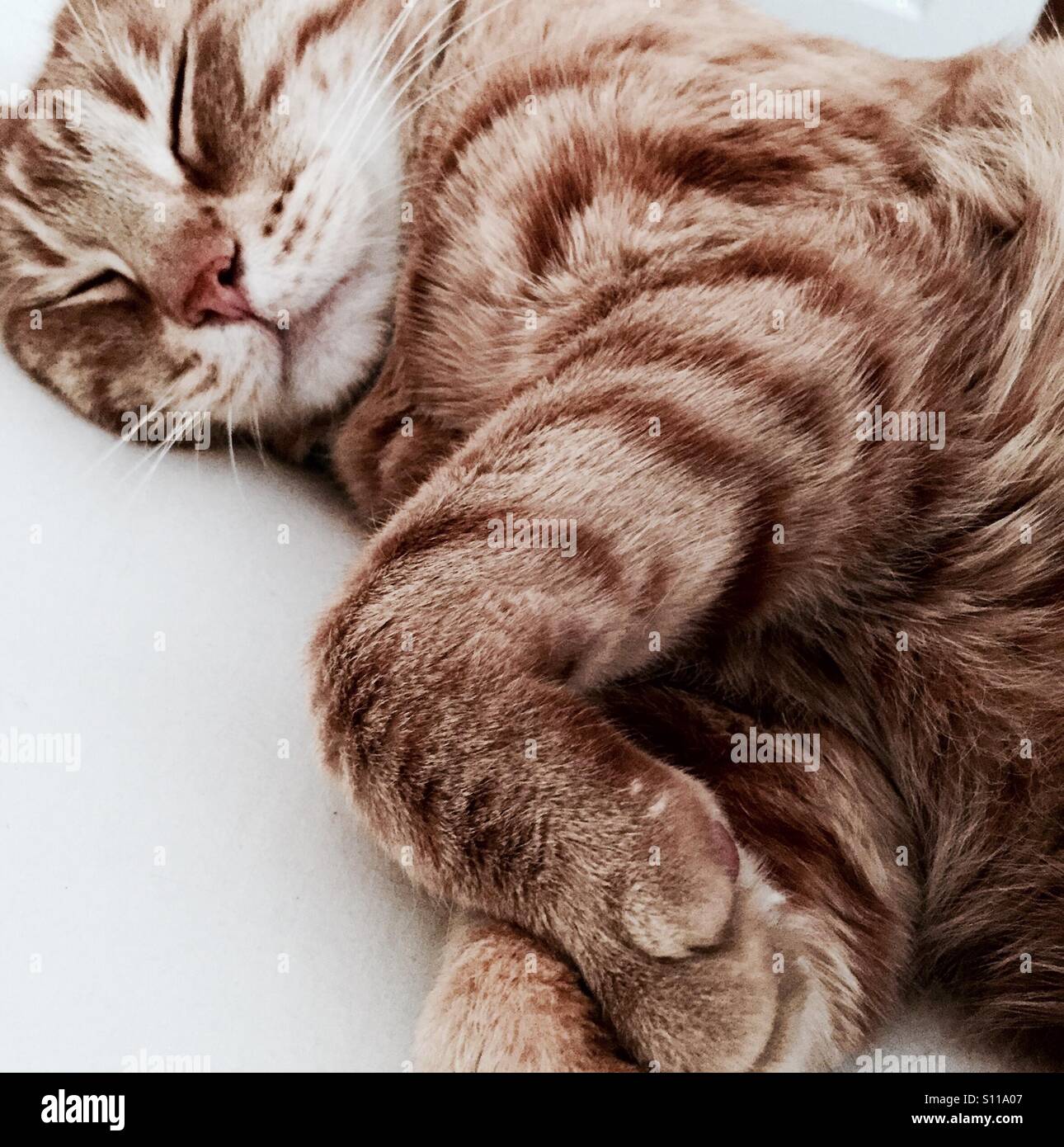 Lo zenzero gatto dorme sonni tranquilli Foto Stock