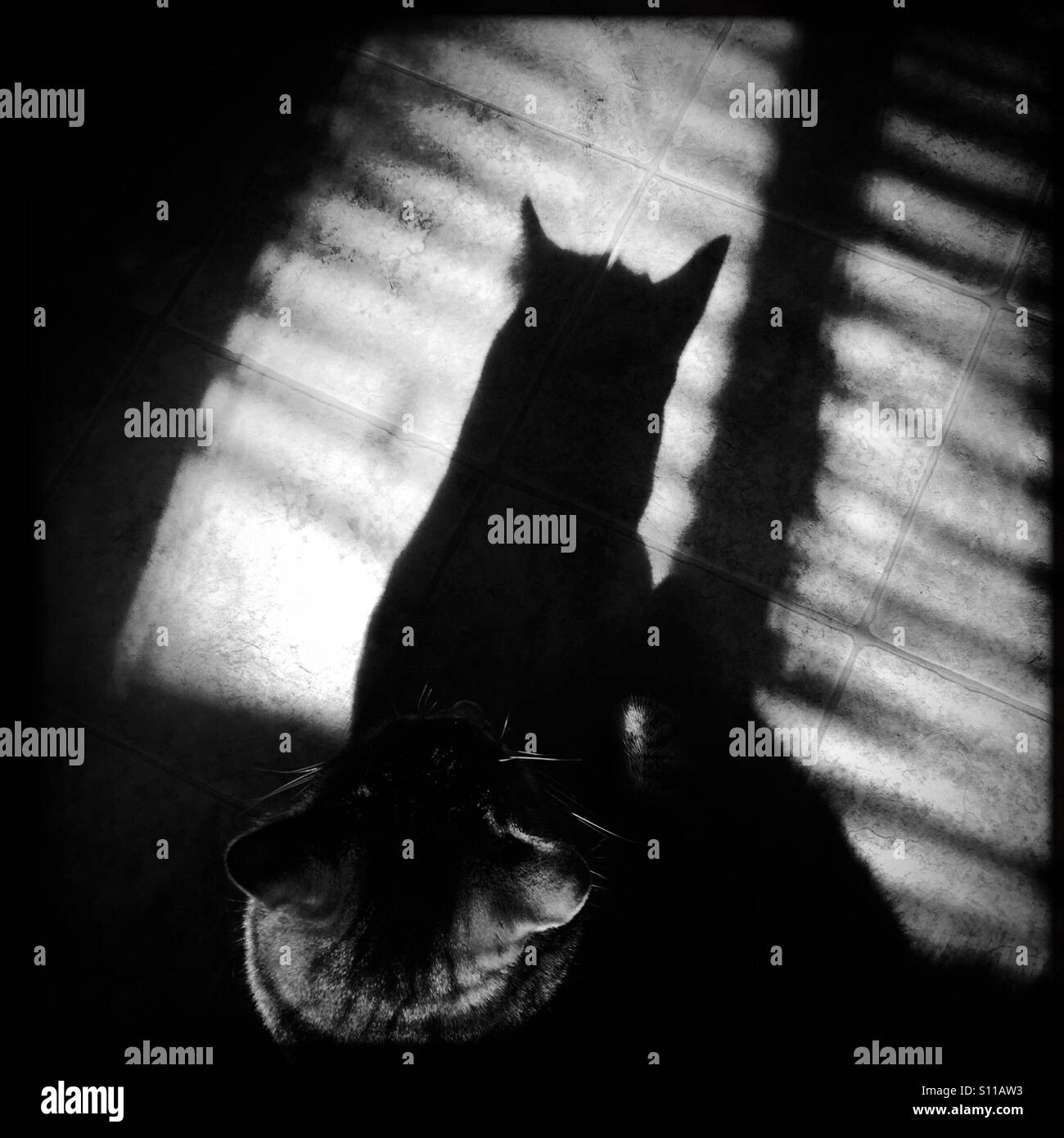 Gatto di ombra - Immagine stock catturata con smartphone