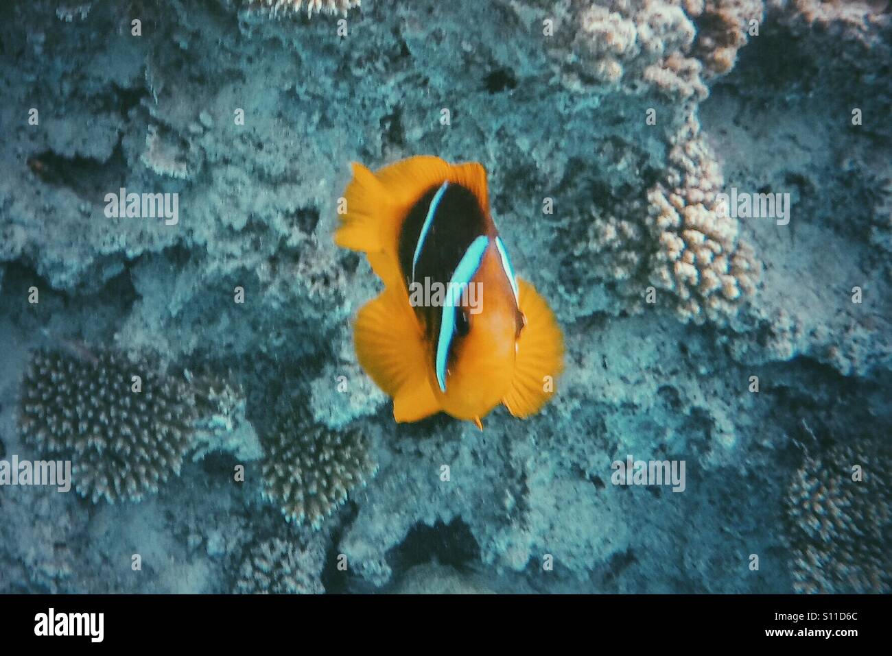Clownfish nuoto verso la telecamera Foto Stock