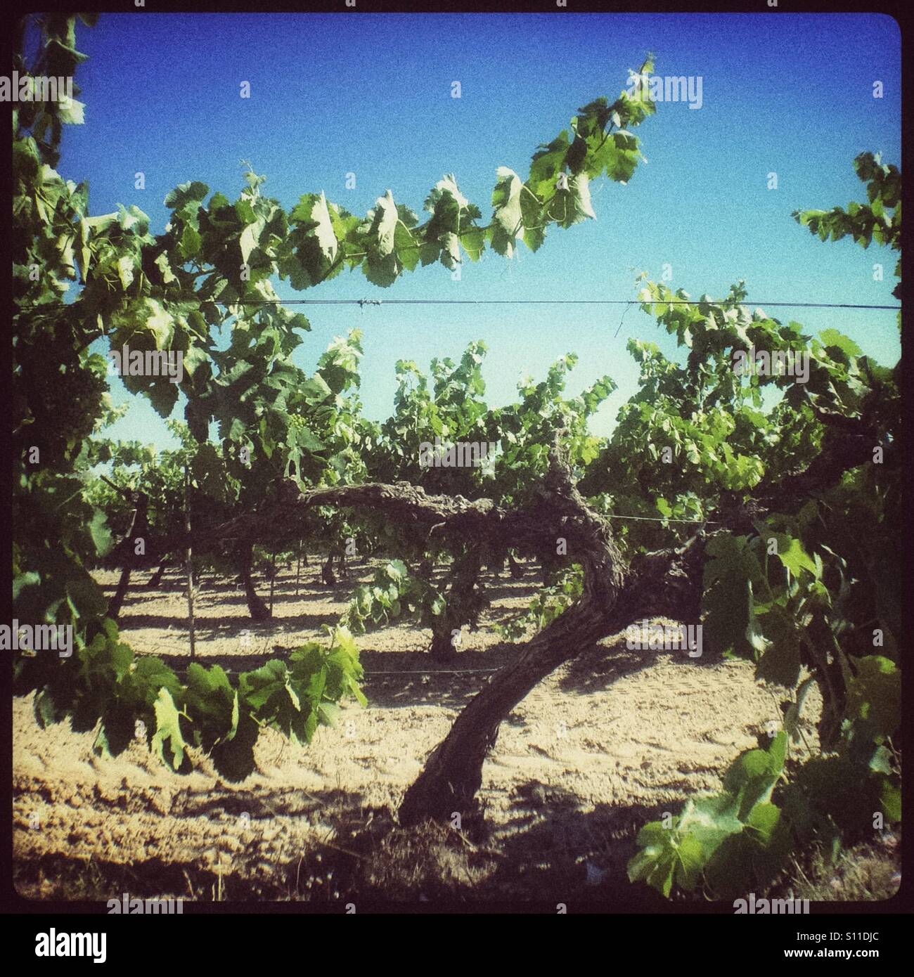 Morendo Macabeo vine nel vigneto, in Catalogna, Spagna. Foto Stock