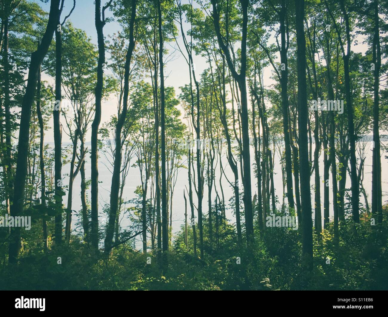 Puget Sound vista attraverso gli alti alberi nel parco alla scoperta di Seattle Foto Stock