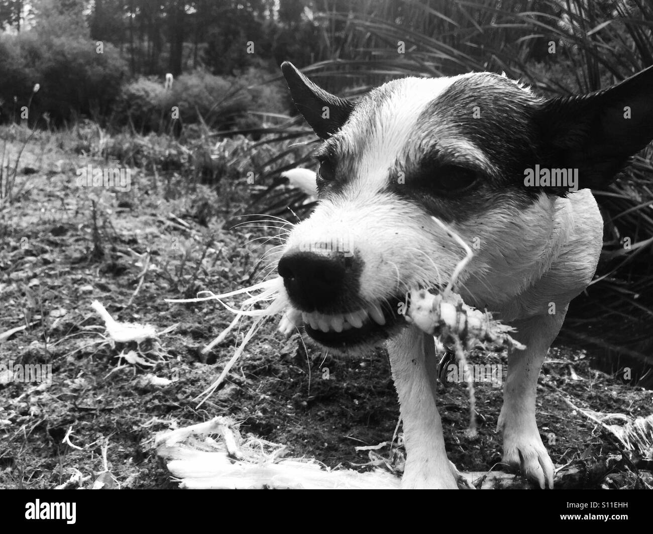 La masticazione del cane su un bastone con i suoi denti che mostra. In bianco e nero. Foto Stock