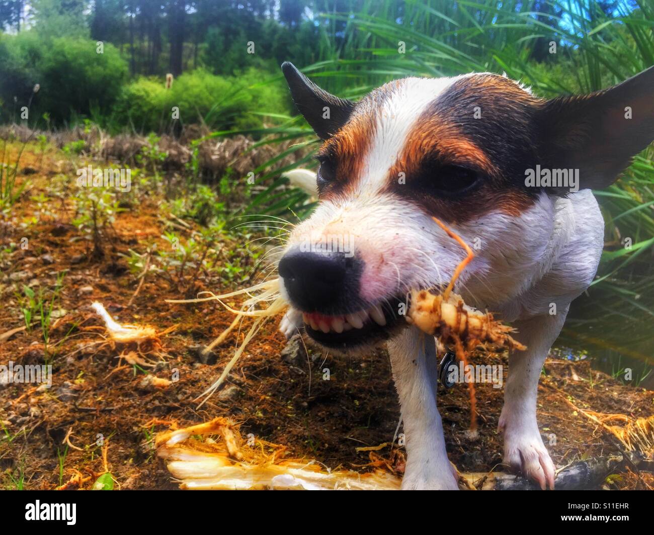 La masticazione del cane oltre le radici di erba reed come lei appena pescato fuori di un lago. Luce naturale. - Immagine stock catturata con smartphone